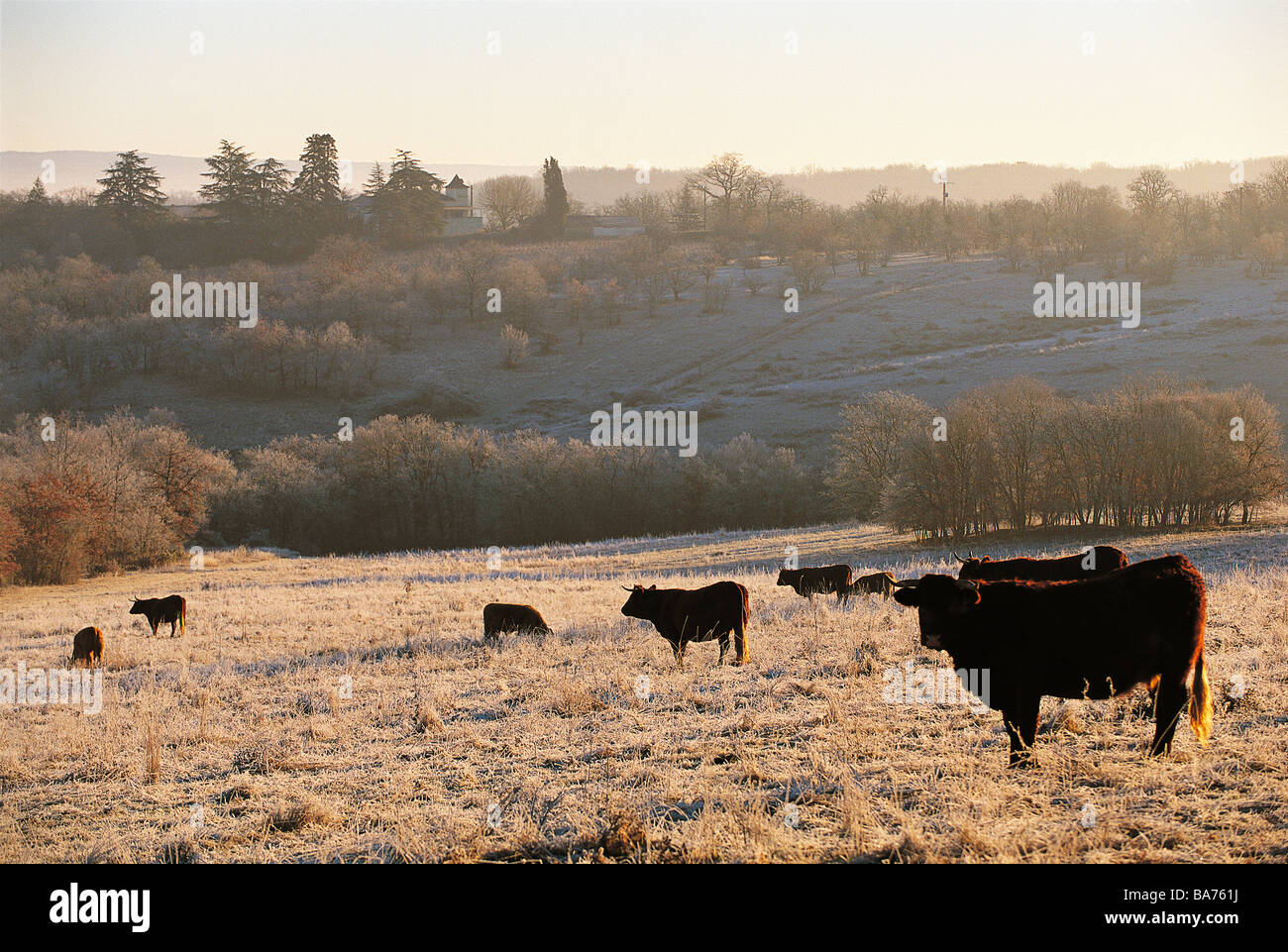 France, Lot, Causses du Quercy Regional Natural Park, Causse de Limogne in winter Stock Photo