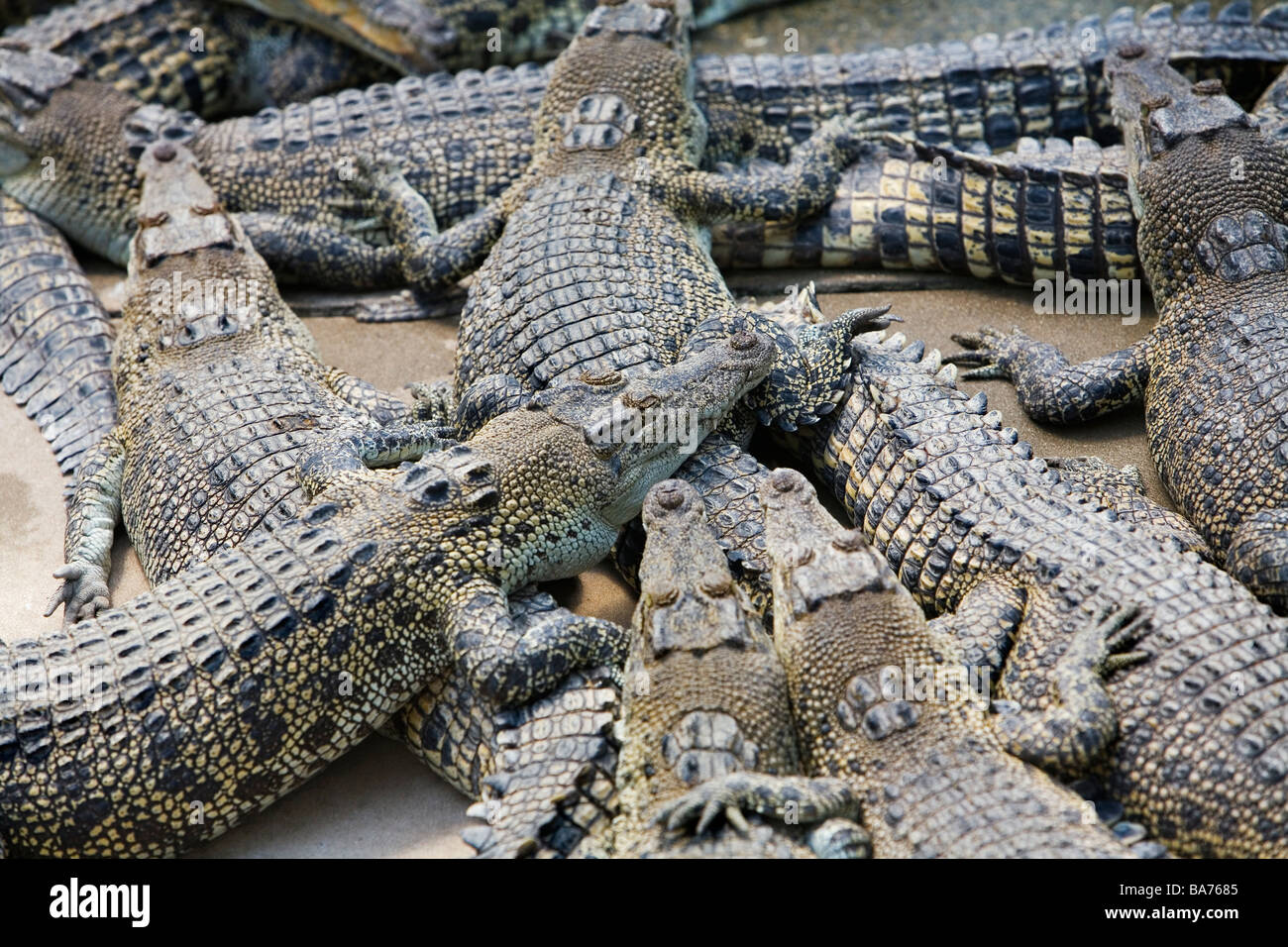 Crocodiles Crocodylus Park. Northern AUSTRALIA Stock - Alamy
