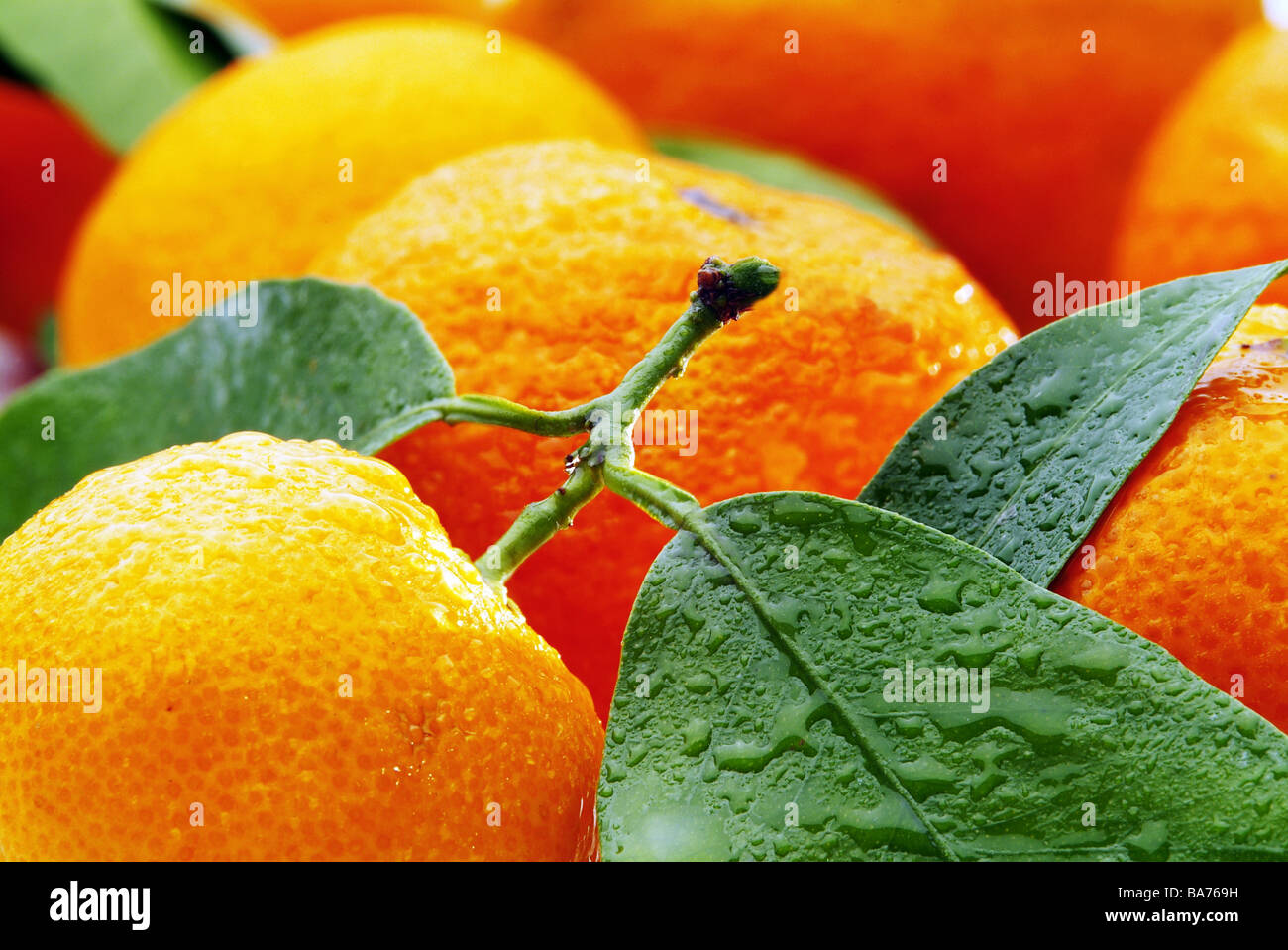 Clementinen leaves wet closeup series food tangerines fruit fruits