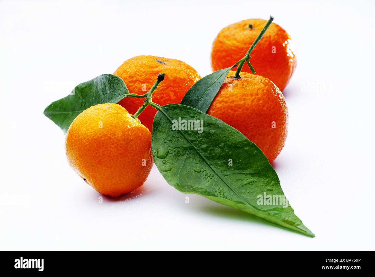 Clementinen leaves wet series food tangerines four fruit fruits breedingform seedless kind
