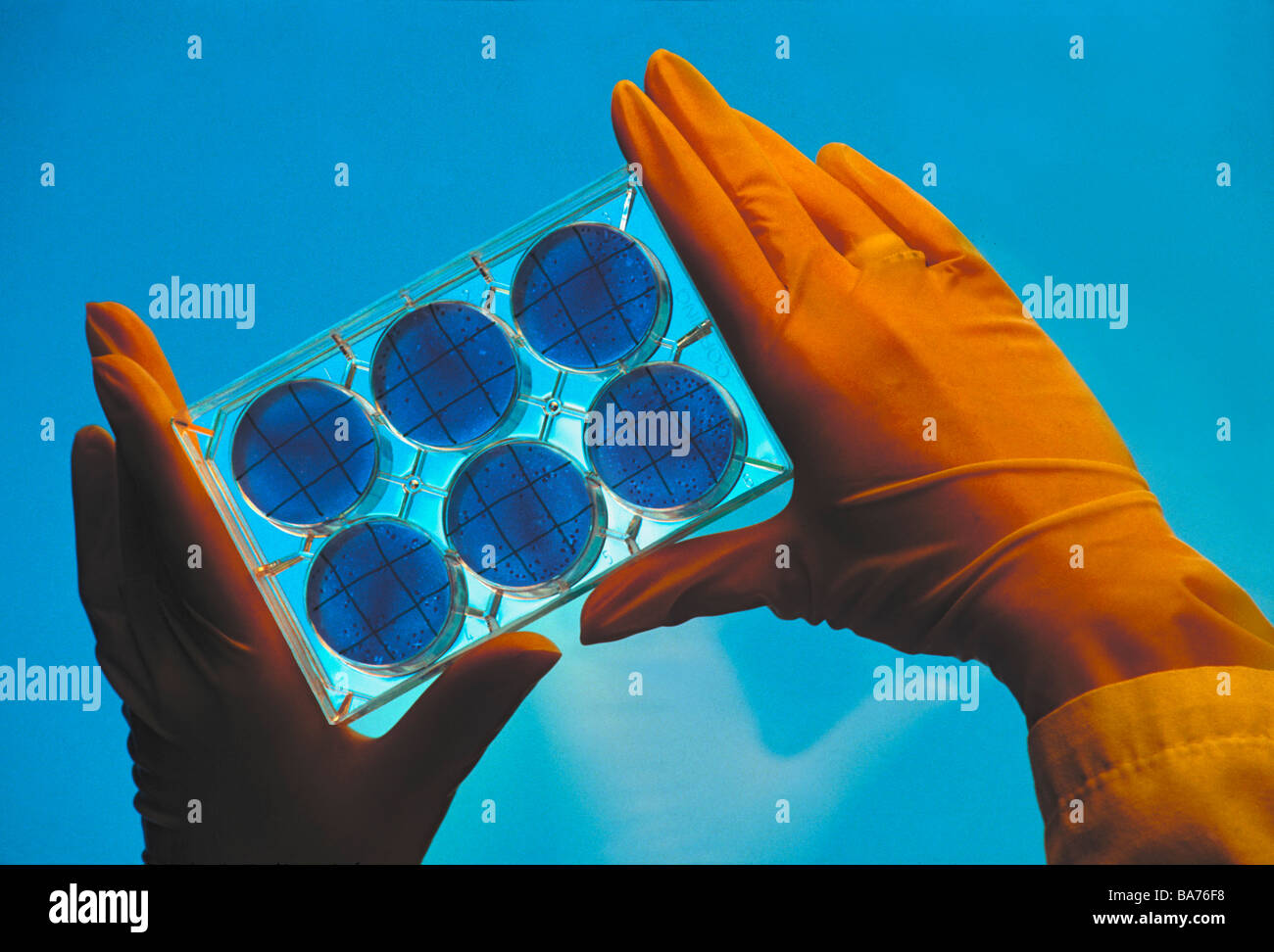 Pharmaceutical researcher holding tissue cell culture plate used to grow cells for analysis