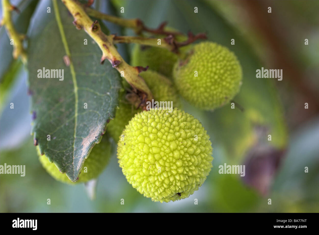 Tree fruits close-up tree branch leaves fruit-stand round green unripe  surface structure nature botany plant detail Italy Stock Photo - Alamy
