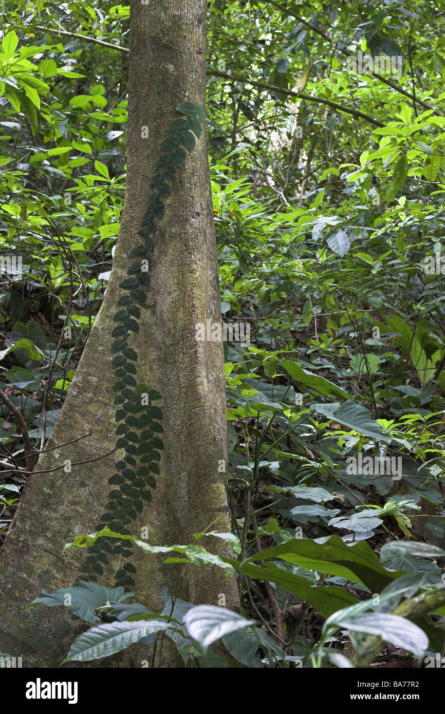 Jungle vegetation plants tropical log climbing plant Costa Rica