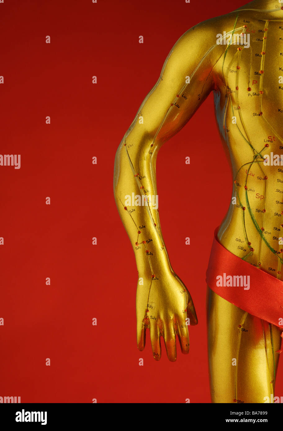 Model of human with acupuncture points Stock Photo Alamy