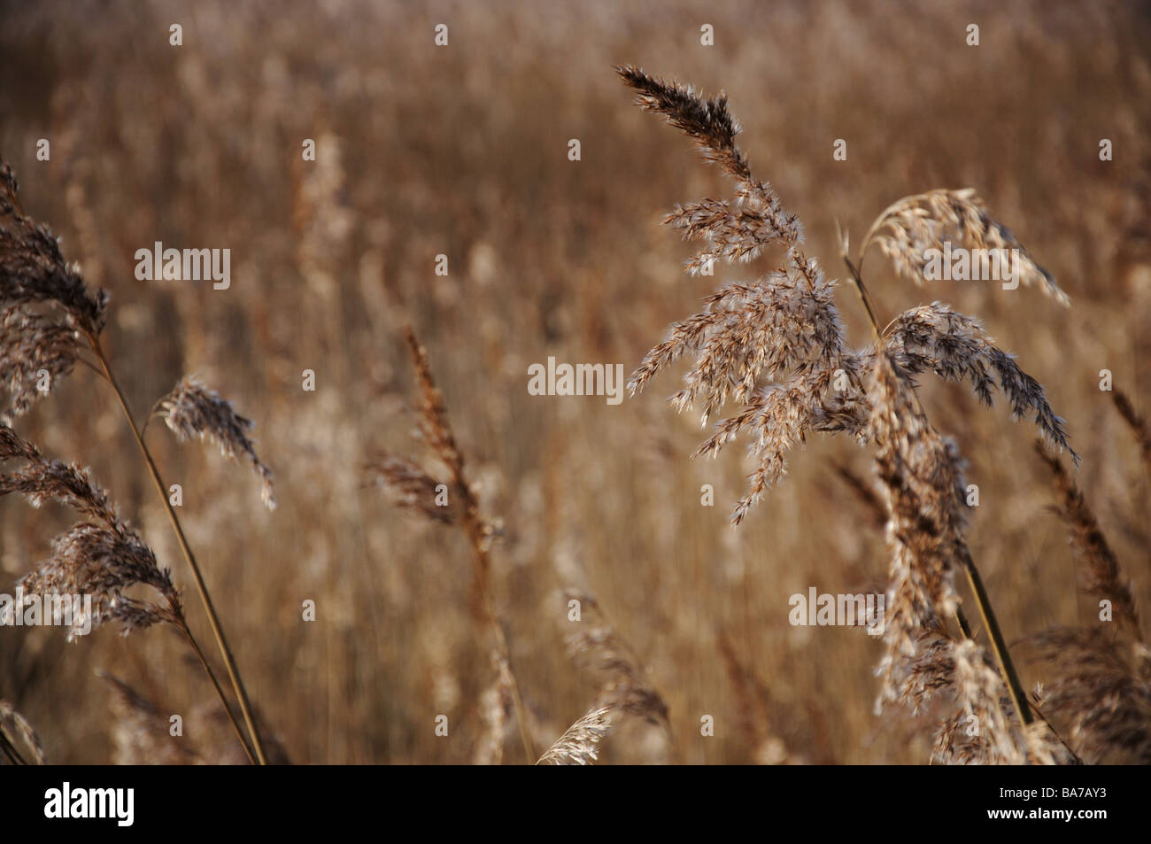 seedheads by riverbank Stock Photo