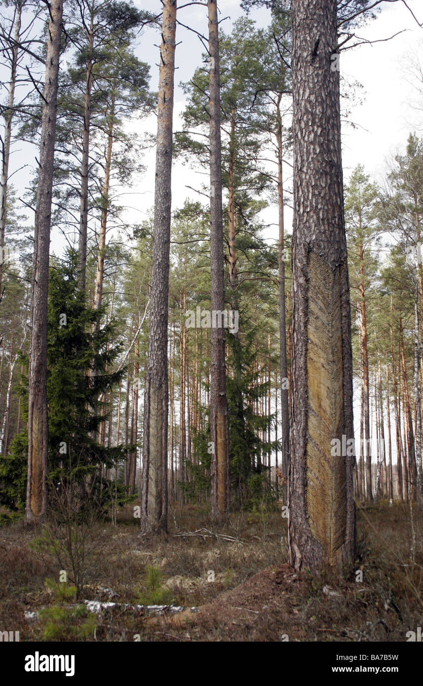Tapping a pine tree for resin in Lithuania Stock Photo
