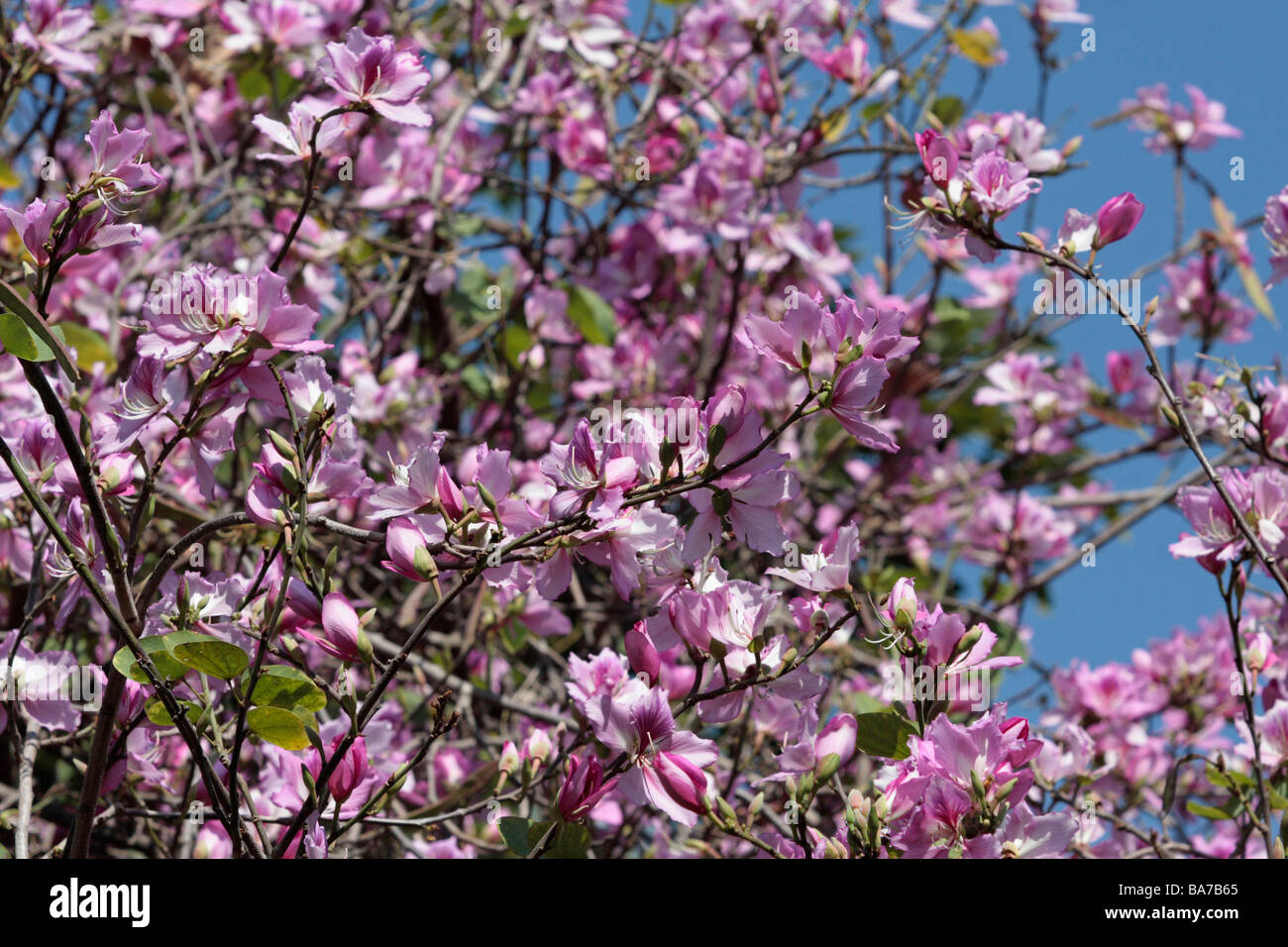 Tabebuia pentaphylla flowers bloom in spring Taiwan Stock Photo