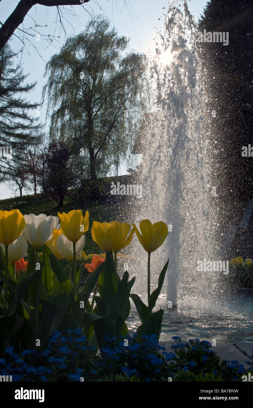 Tulips and a water fountain against the sunlight on a perfect spring day in Nyon, Switzerland Stock Photo