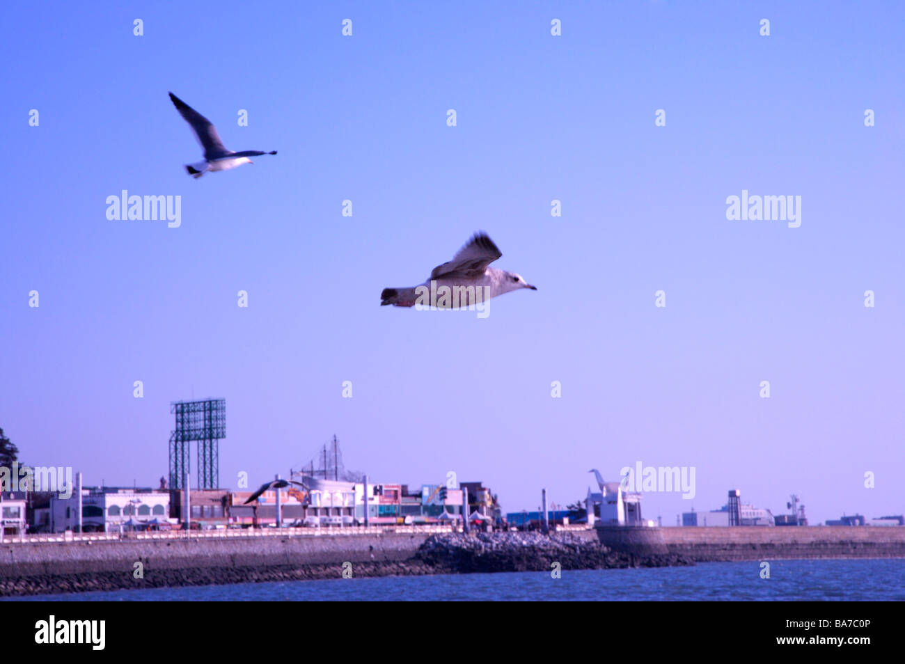 Birds flying over river near Korea airport Stock Photo