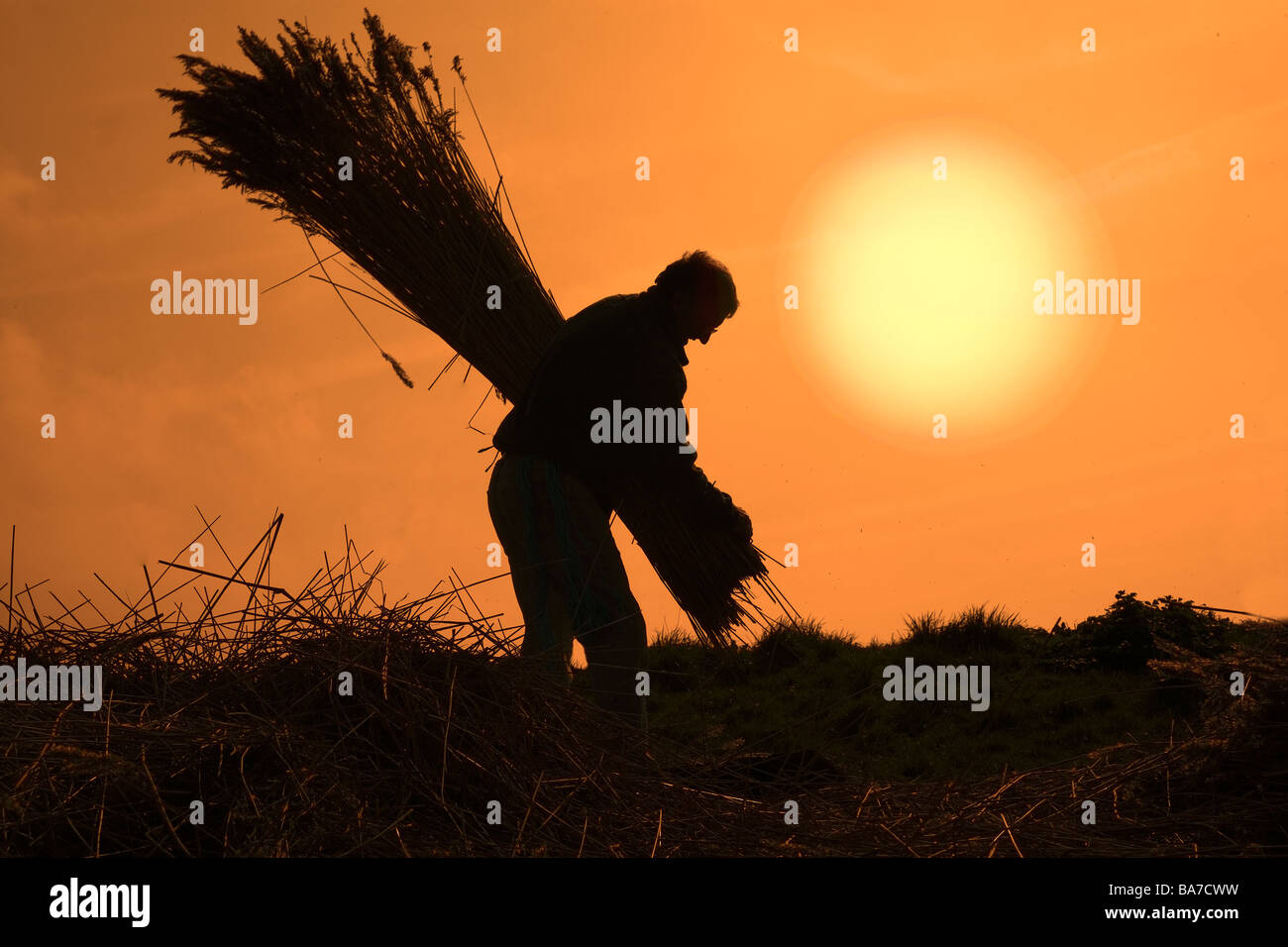 Reed cutter Bunching Reeds at Cley Marshes at sundown Norfolk March Stock Photo