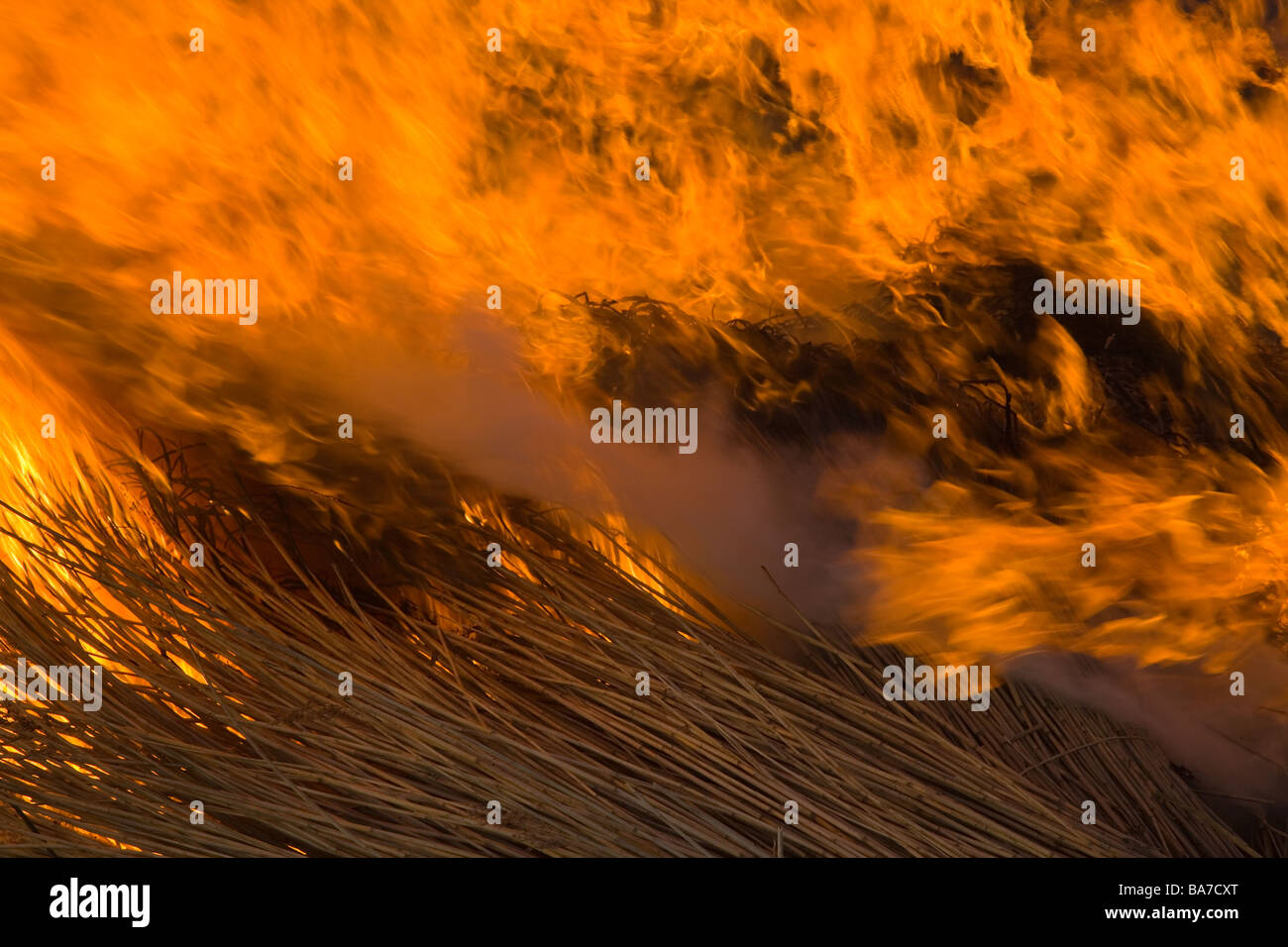 Flamable Reeds Reeds phragmites communis hi-res stock photography and images - Alamy