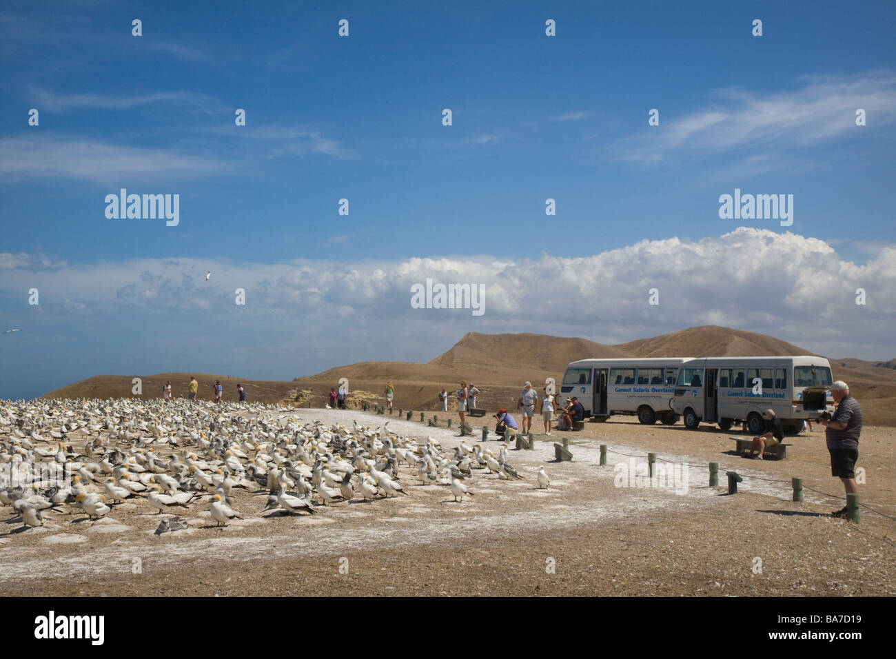 Eco tourism and Gannets at Cape Kidnappers North New Zealand Stock Photo