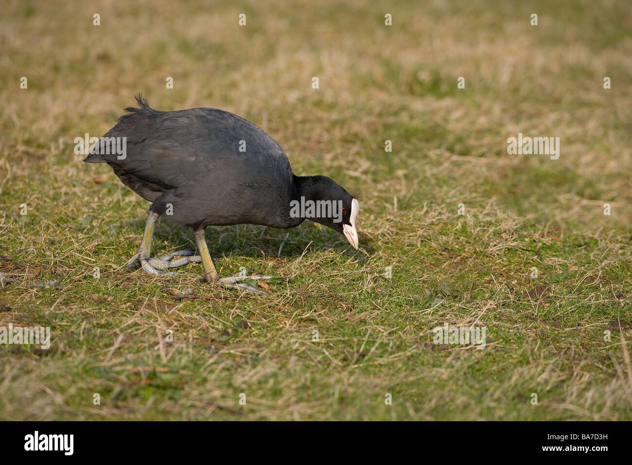 Coastal grazing marsh hi-res stock photography and images - Alamy