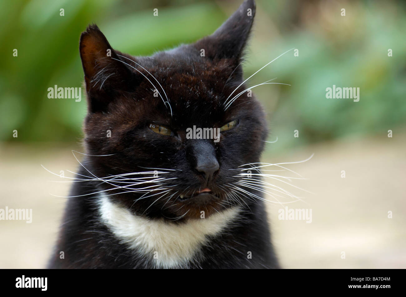 A black and white cat outdoors Stock Photo - Alamy