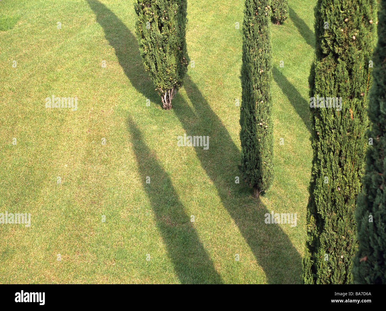 Meadow trees cypresses from above light shadows nature plants vegetation Cupressus real cypress Mediterranean-cypress Stock Photo