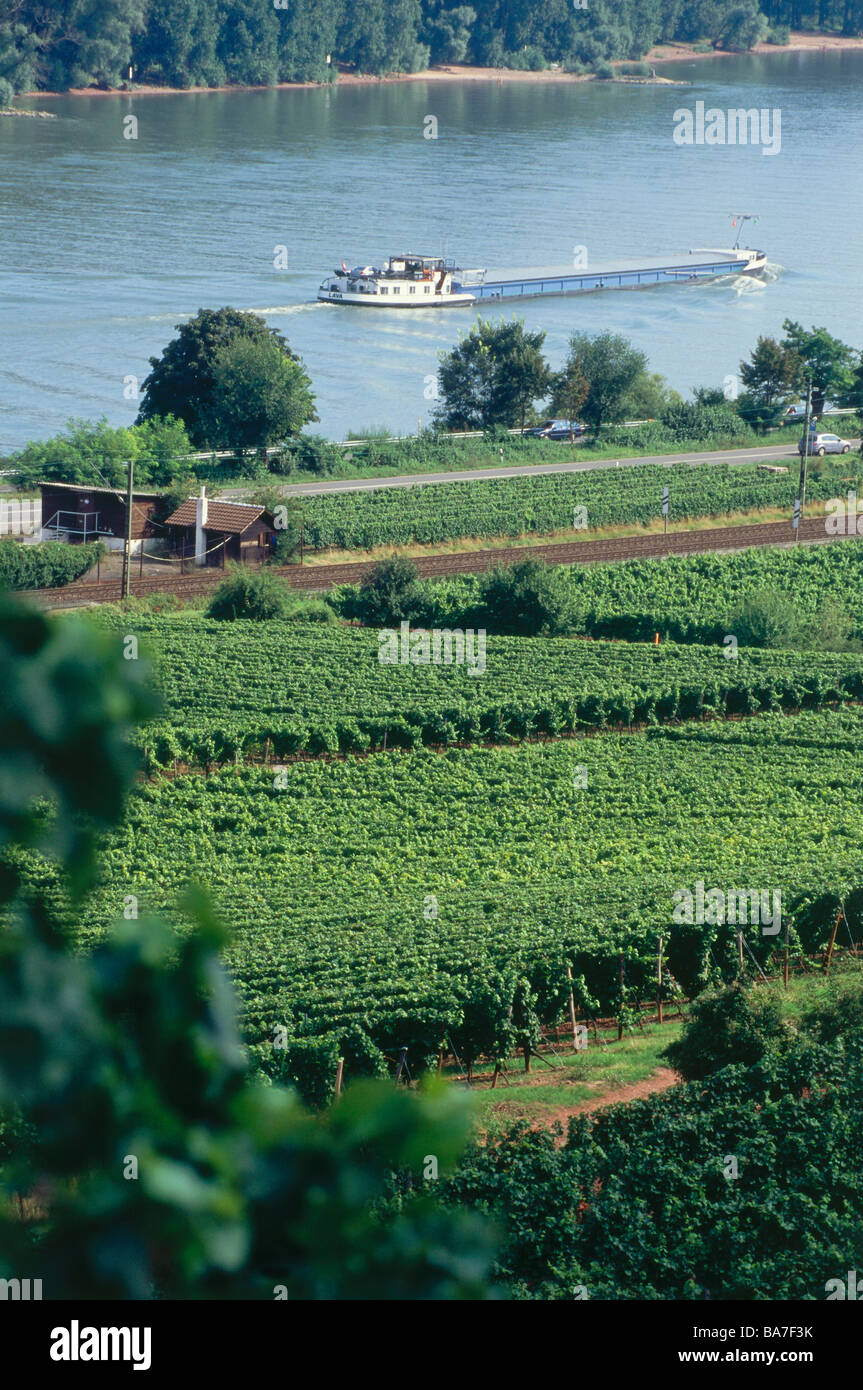 View over vineyard to ship on river Rhine, Nierstein, Rhenish Hesse, Rhineland-Palatinate, Germany Stock Photo