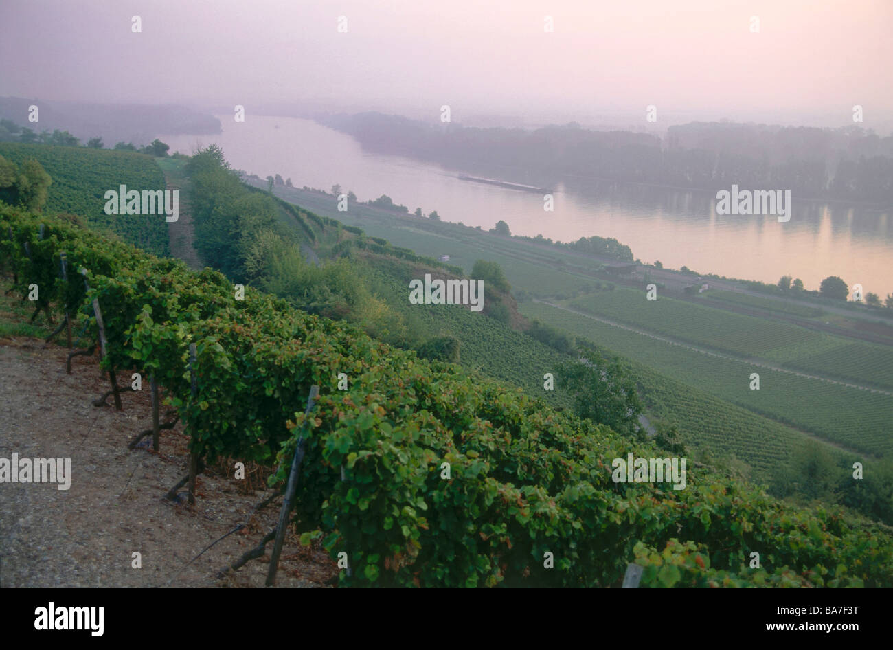 Vineyard Hipping, Nierstein, Rhenish Hesse, Rhineland-Palatinate, Germany Stock Photo