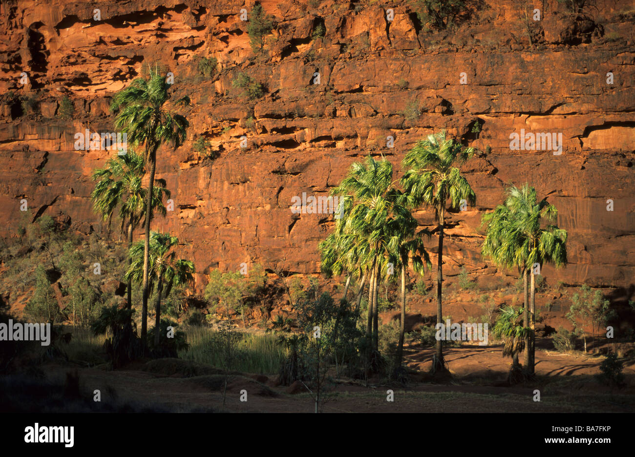 Livistona palms in Palm Valley in Finke Gorge National Park, Central Australian Cabbage Palm, Livistona mariae, Central Australi Stock Photo