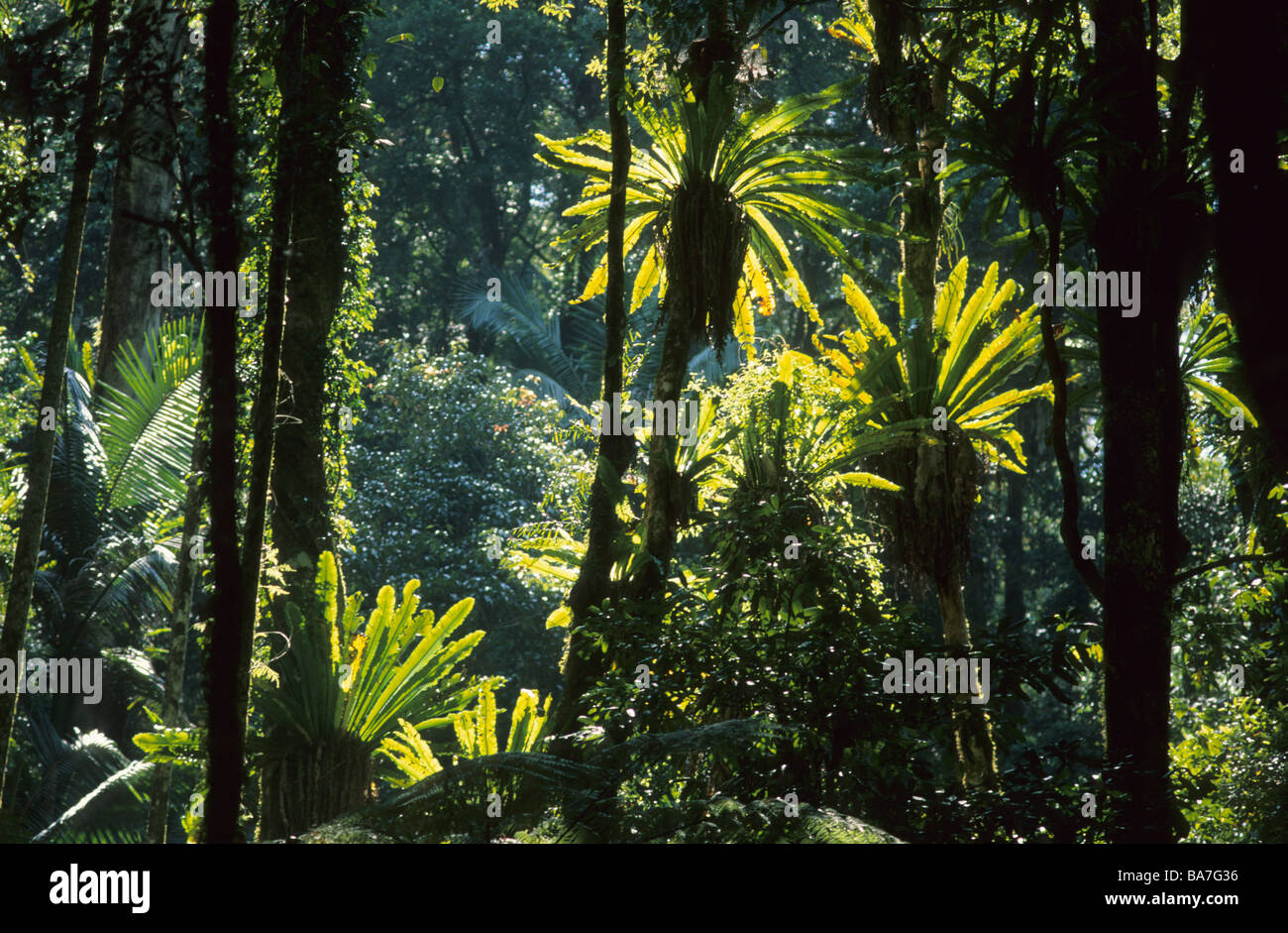 Subtropical rainforest with birds nest fern, Asplenium nidus, Lamington National Park, Queensland, Australia Stock Photo