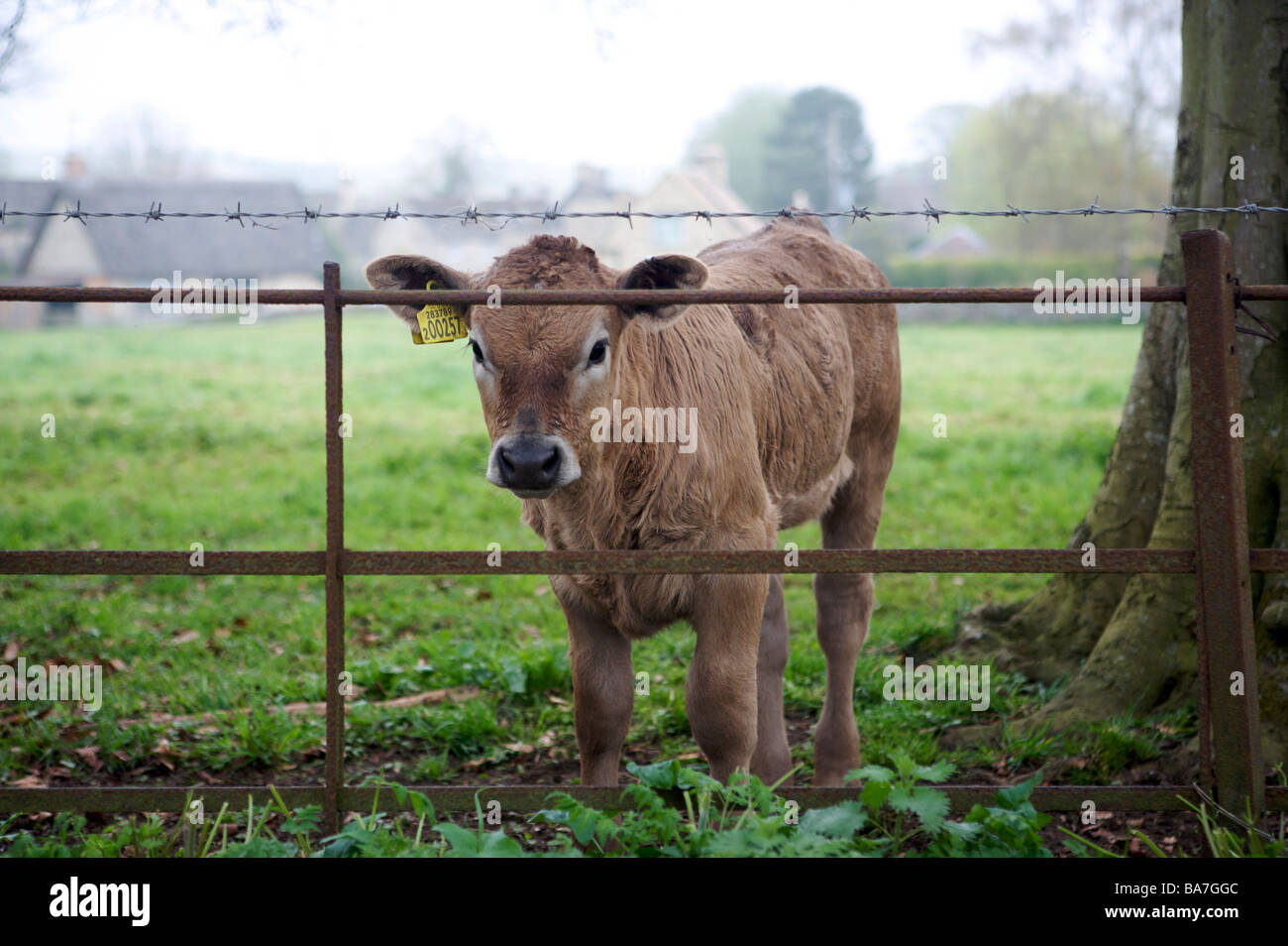 Jersey calf england hi-res stock photography and images - Alamy