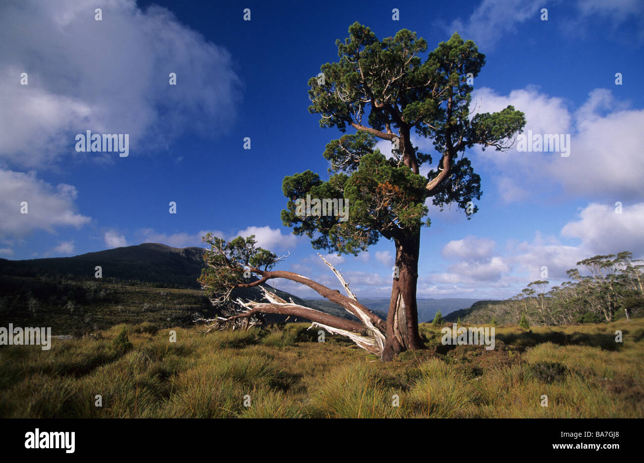 Pencil Pine, Cradle Mountain Lake St. Clair National Park, Tasmania, Australia Stock Photo