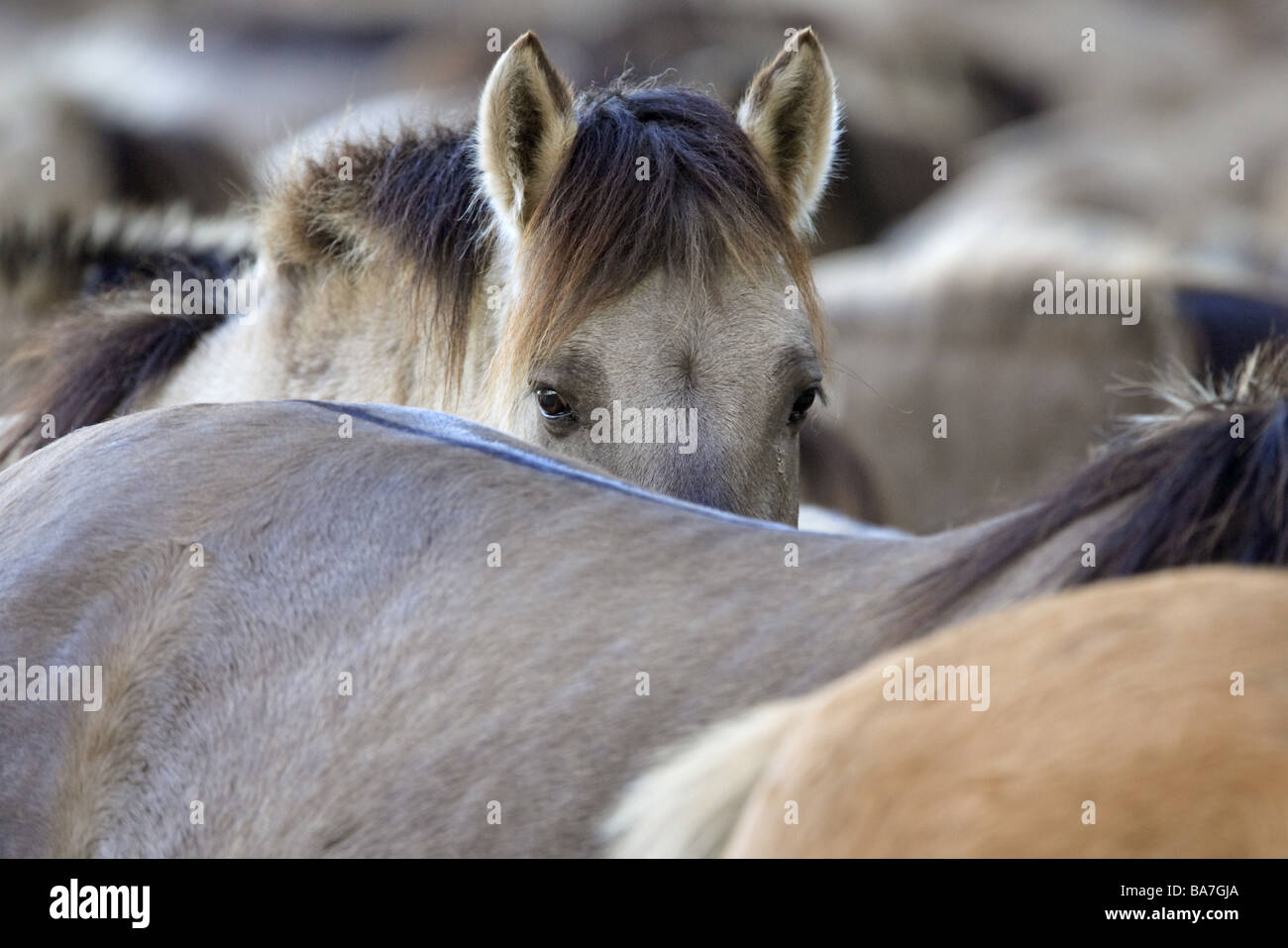 Dülmener gamehorses herd detail series pasture paddock animals mammals horses racehorses horse