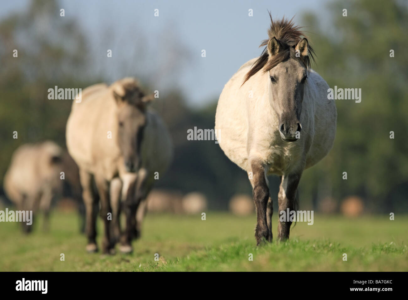 Meadow Dülmener gamehorses herd movement series pasture paddock animals mammals horses race
