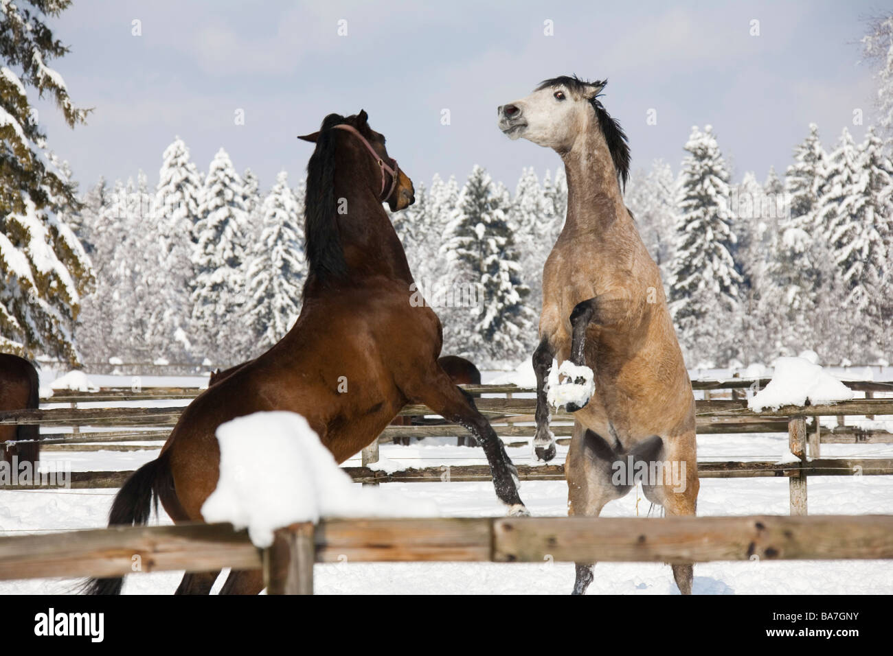 Horses fighting in a winter landscape, Germany Stock Photo