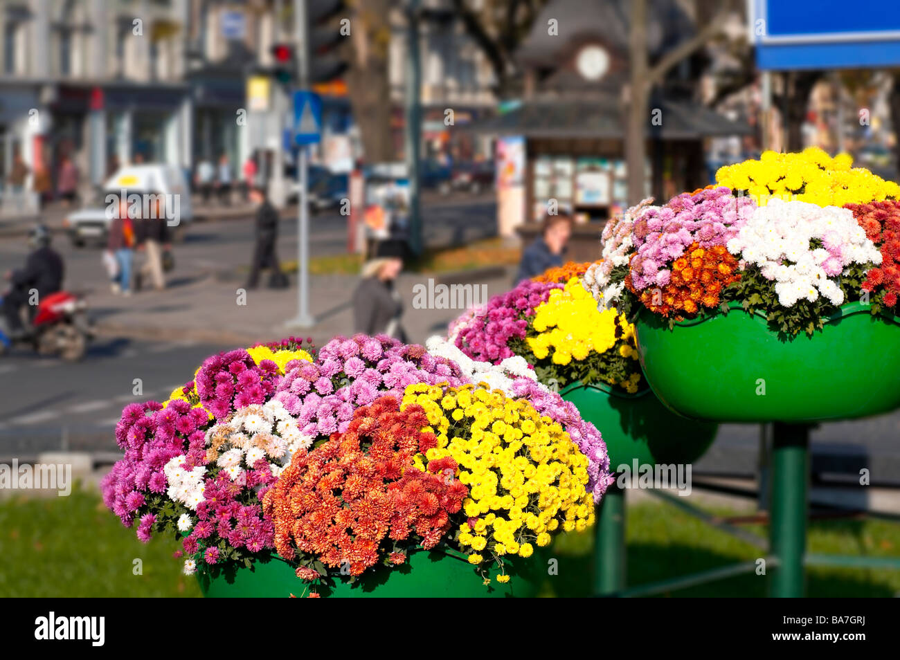 Flower arrangement on street in historical centre of LvovCity (Ukraine