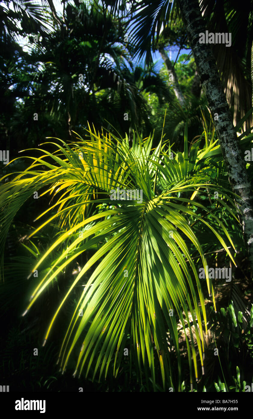 Lord Howe Island, Endemic Kentia palm Stock Photo Alamy