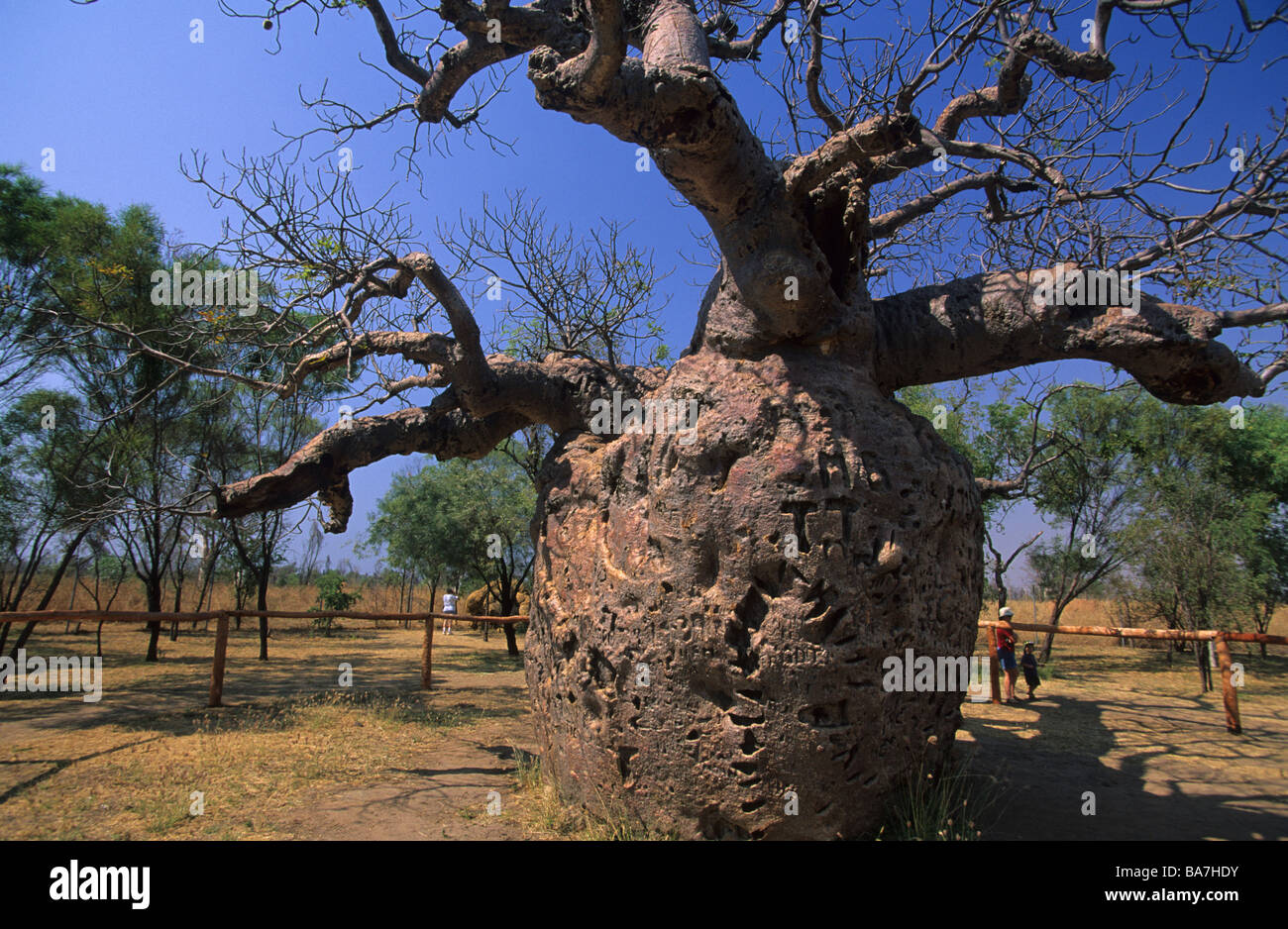 The prison boab tree near Derby, Western Australia, Australia Stock Photo Alamy
