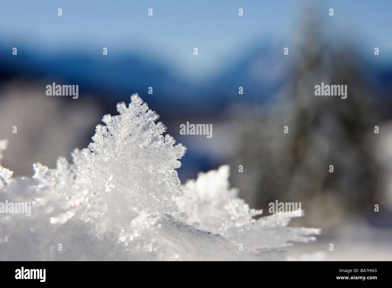 snow crystals, Bavaria, Germany Stock Photo
