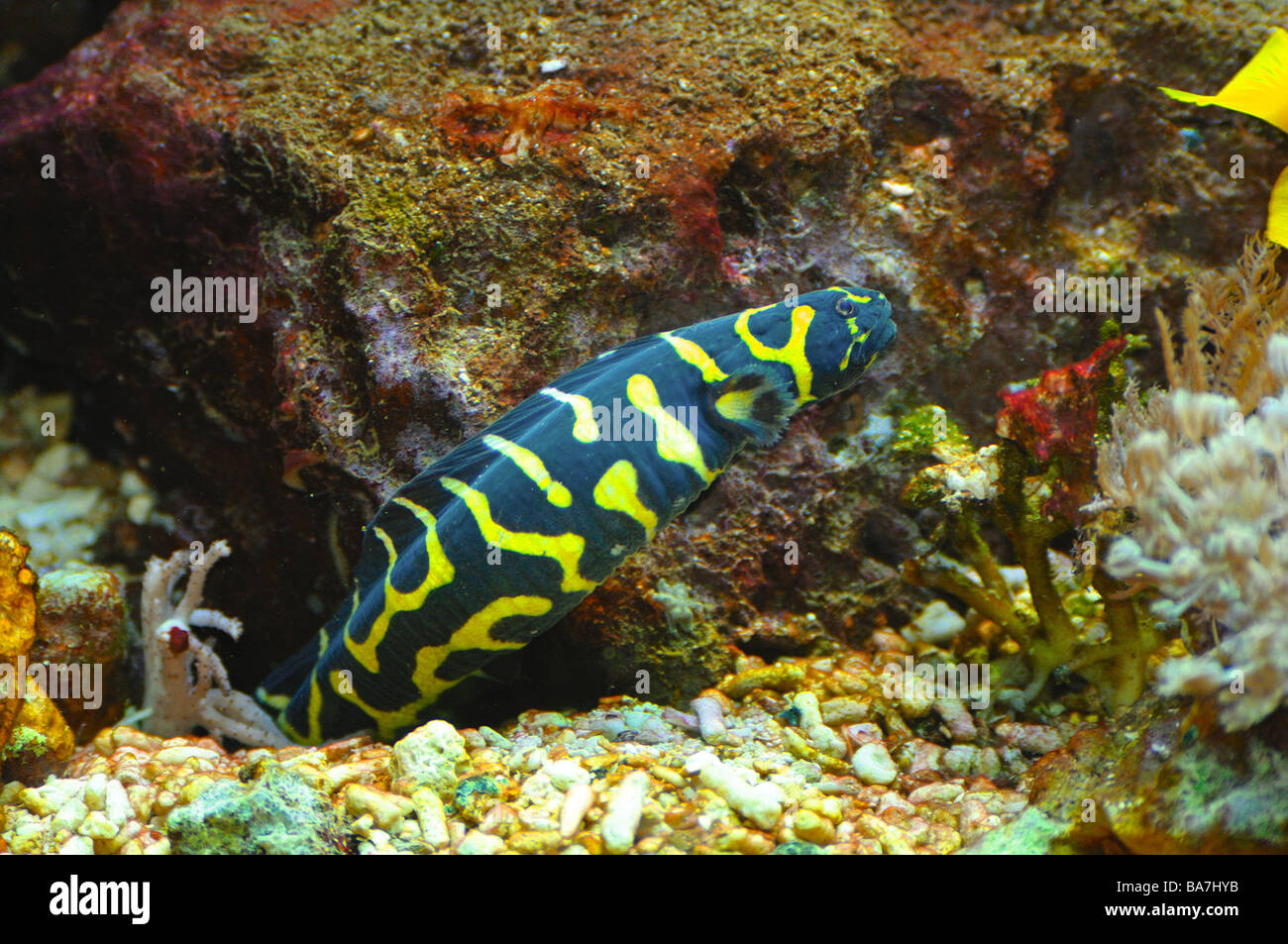 Engineer goby (Pholidichthys leucotaenia) in coral reef Stock Photo