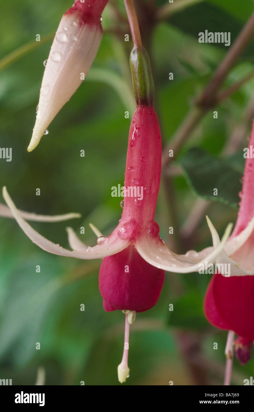 Fuchsia 'Checkerboard' Stock Photo