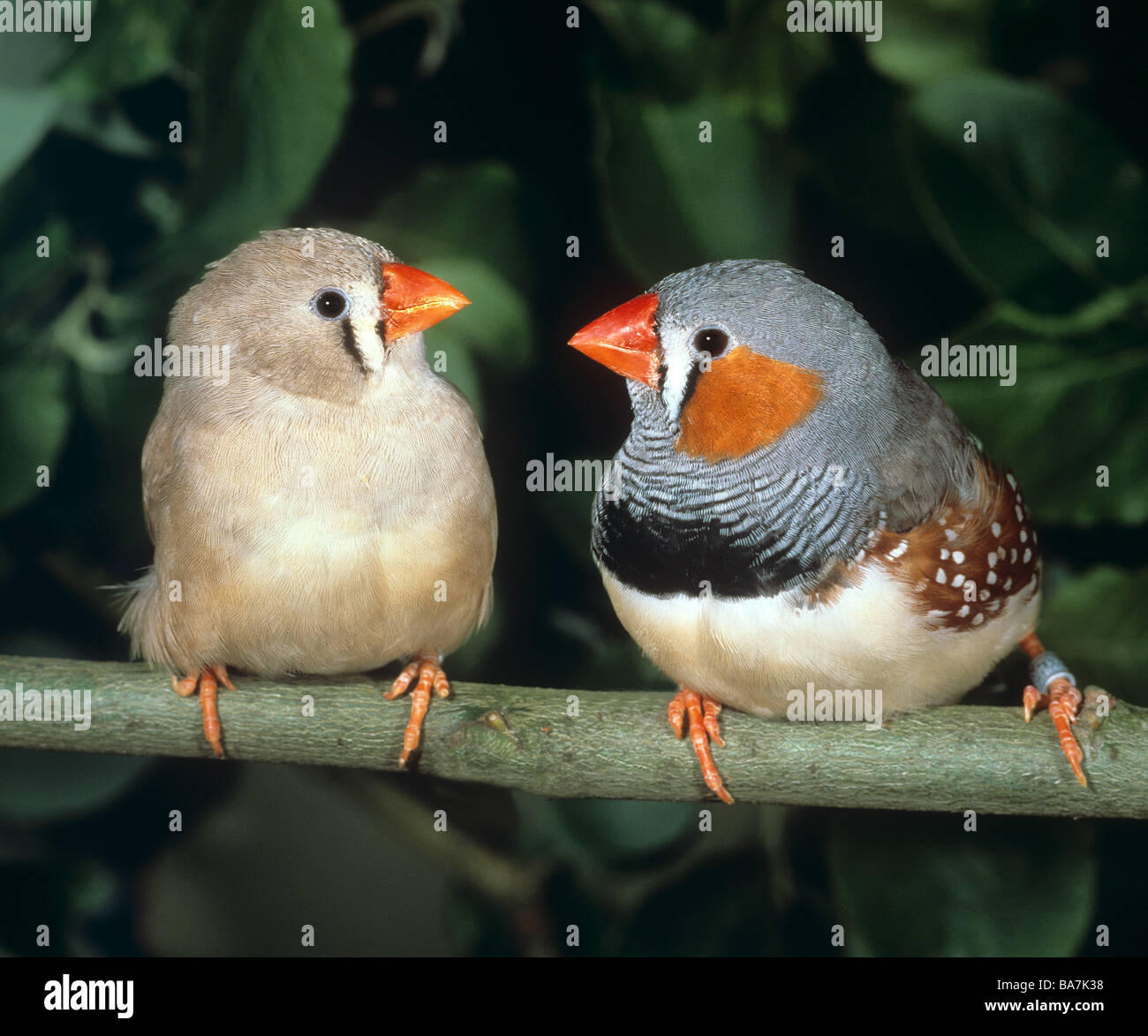 Zebra finch male female hires stock photography and images Alamy