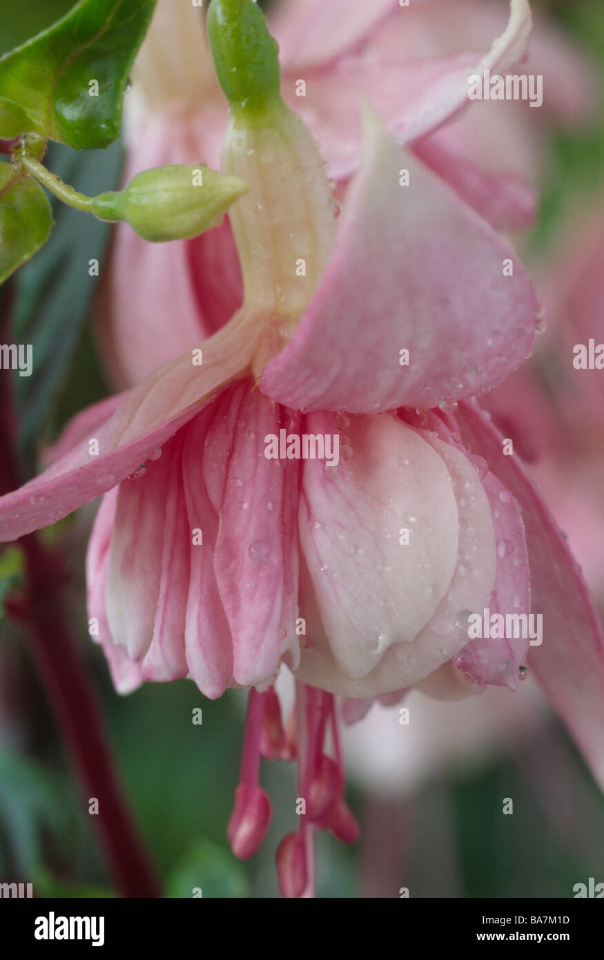 Fuchsia 'Melting Moments' Stock Photo