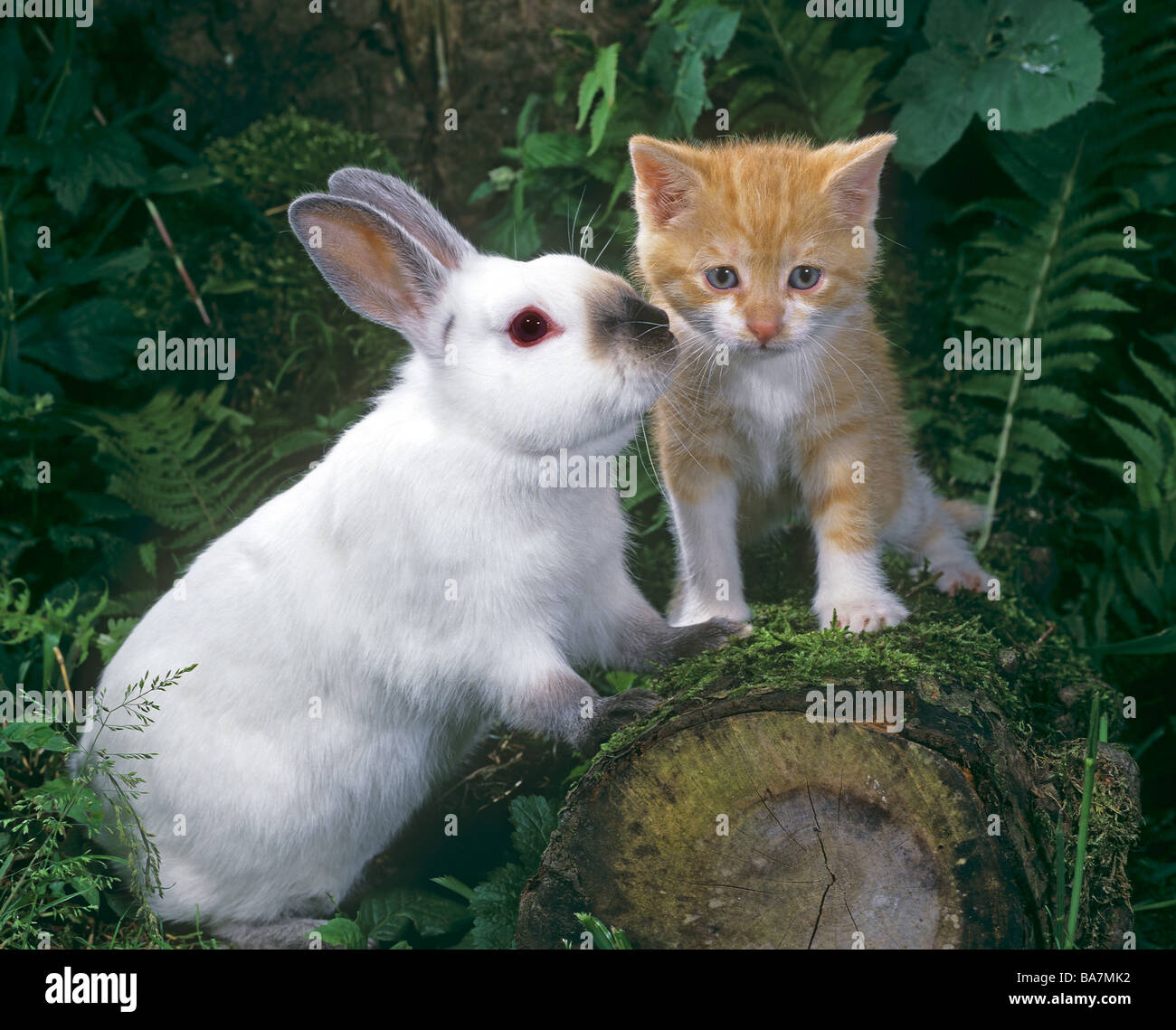 animal friendship : kitten and dwarf rabbit Stock Photo - Alamy