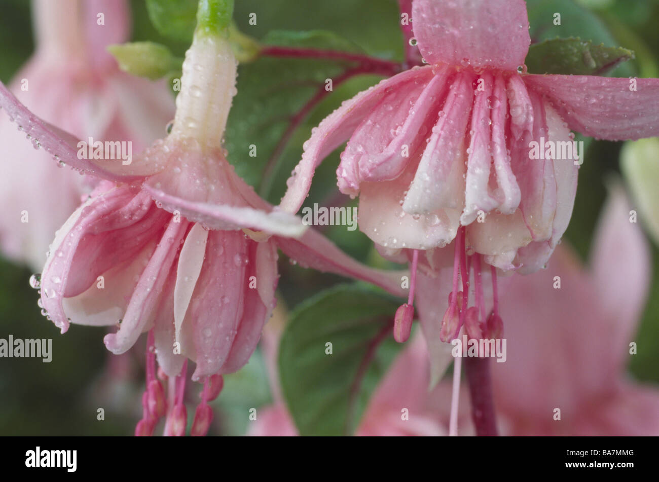 Fuchsia 'Melting Moments' Stock Photo