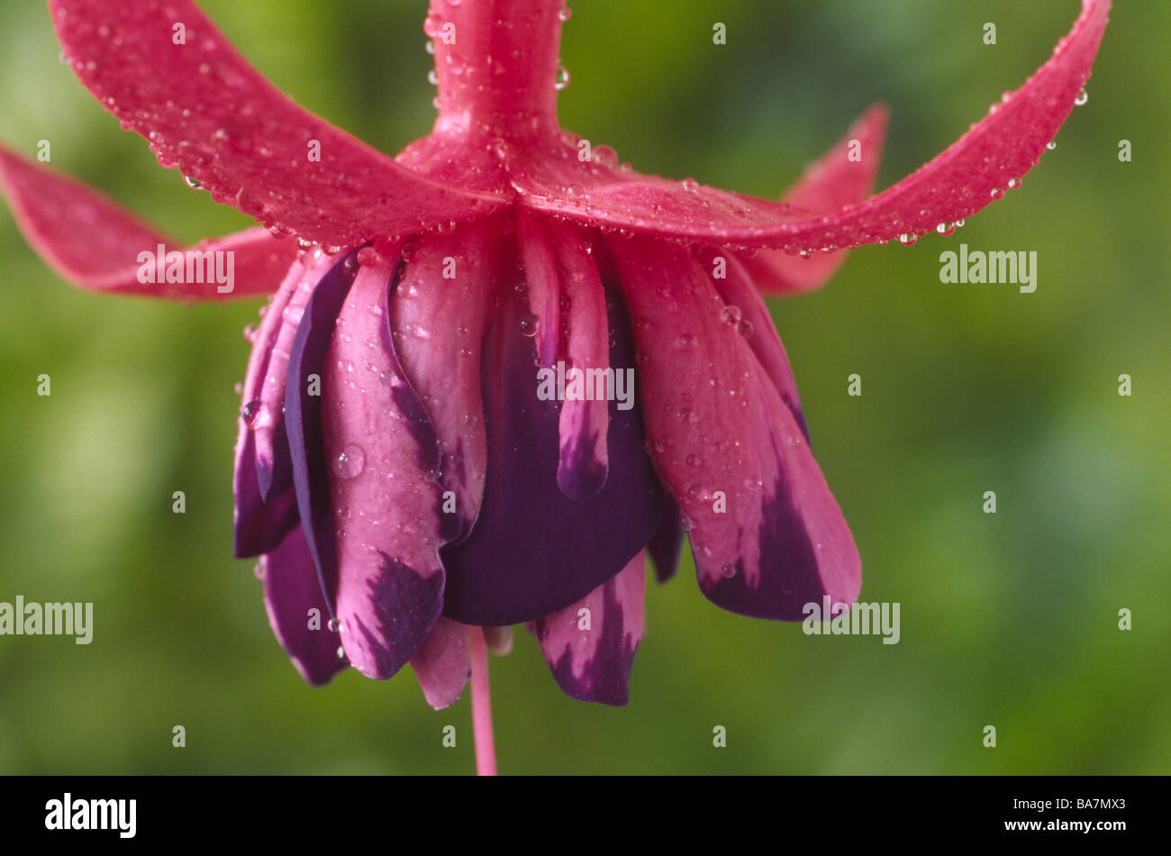 Fuchsia 'Peppermint Stick' Stock Photo
