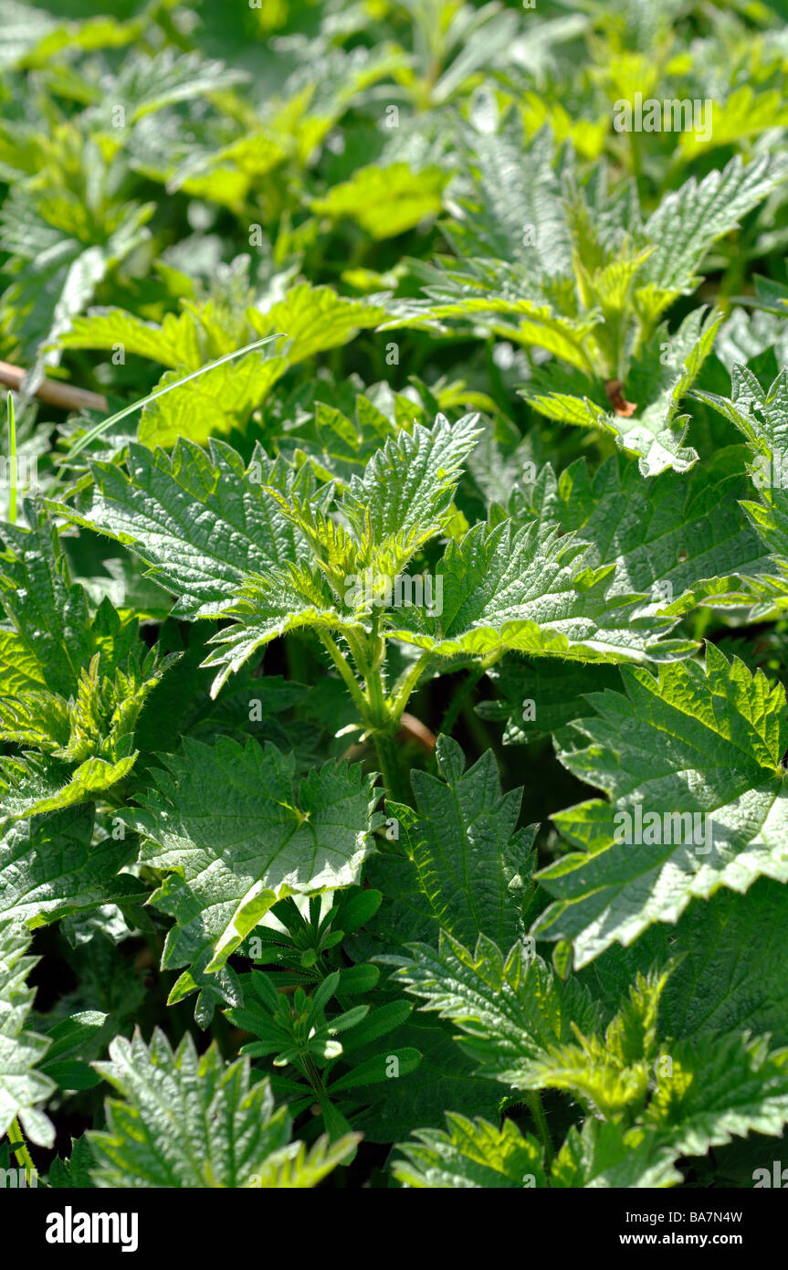 Common Nettle, Urtica dioica Stock Photo