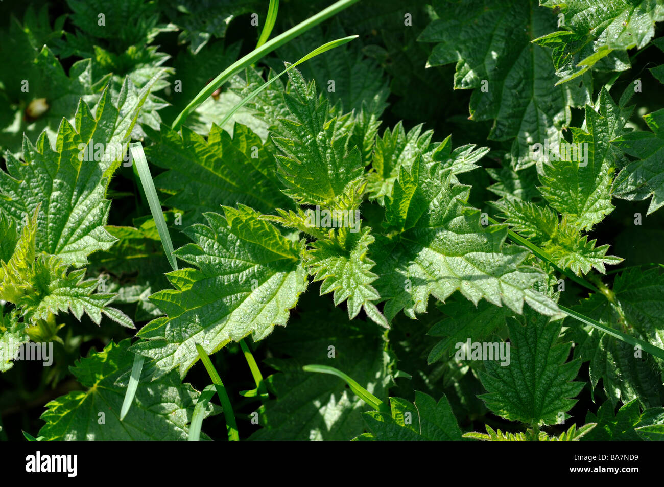 Common Nettle, Urtica dioica Stock Photo