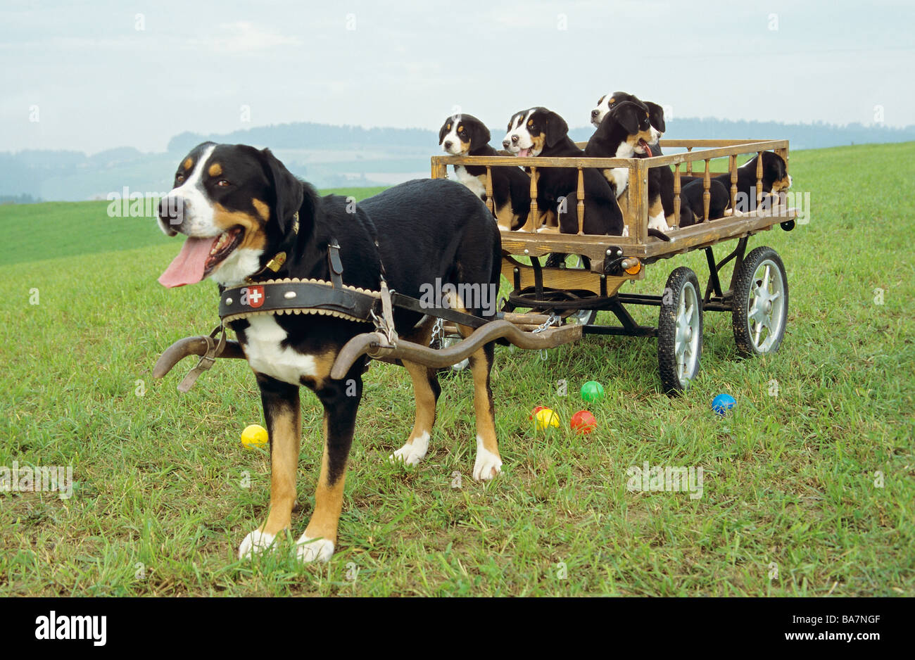 Greater Swiss Mountain dog with puppies in hay cart Stock Photo