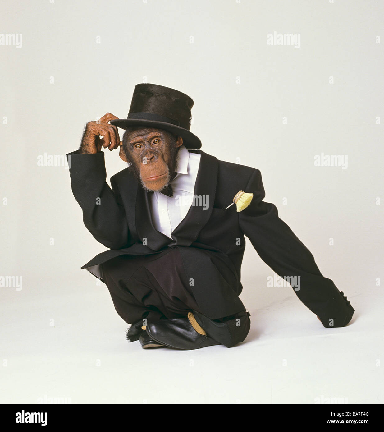 Chimpanzee with tailcoat and tophat / Pan troglodytes Stock Photo - Alamy