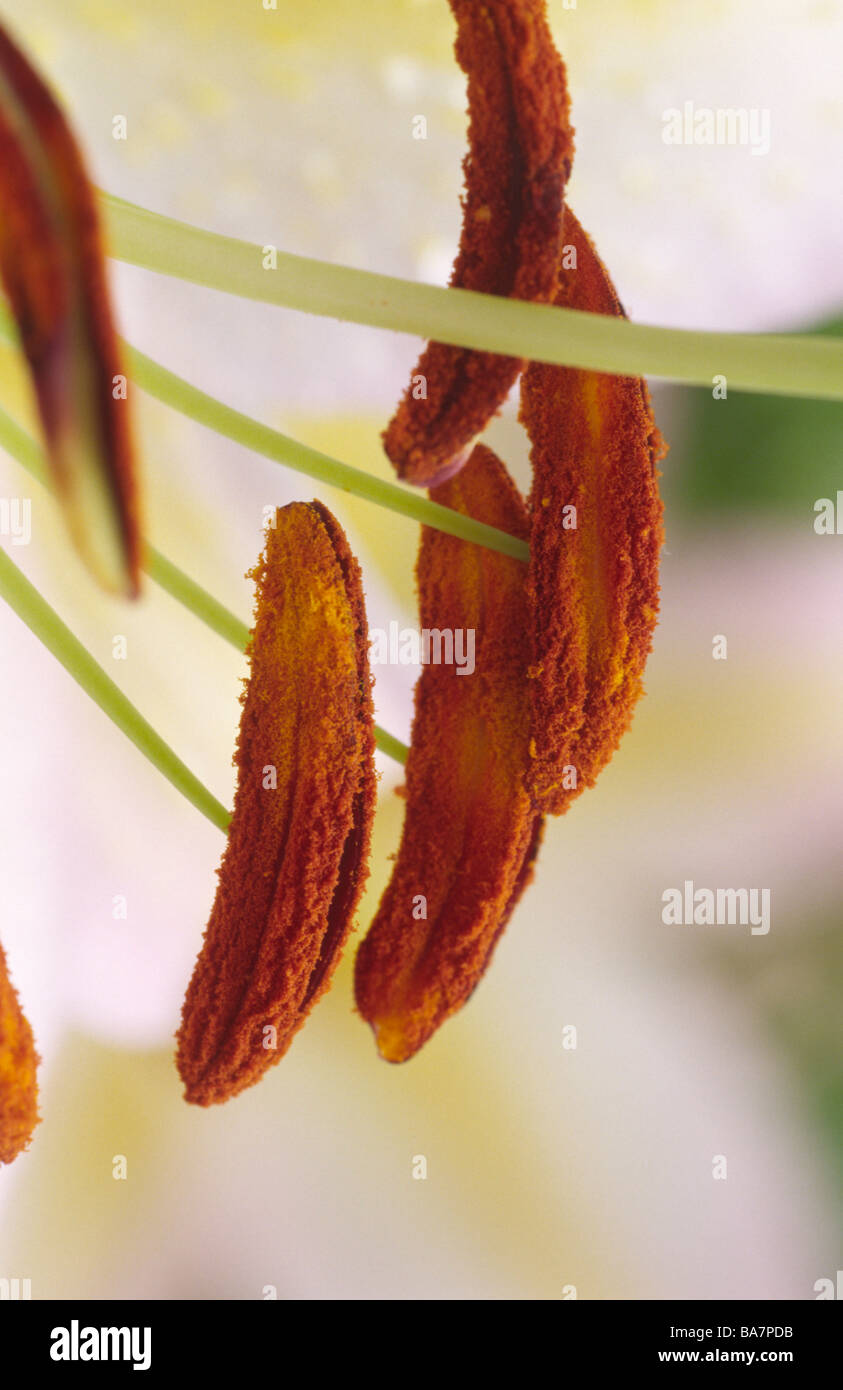 Lilium 'Tom Pouce' (Oriental lily) Division VIIa/b. Close up of anthers. Stock Photo