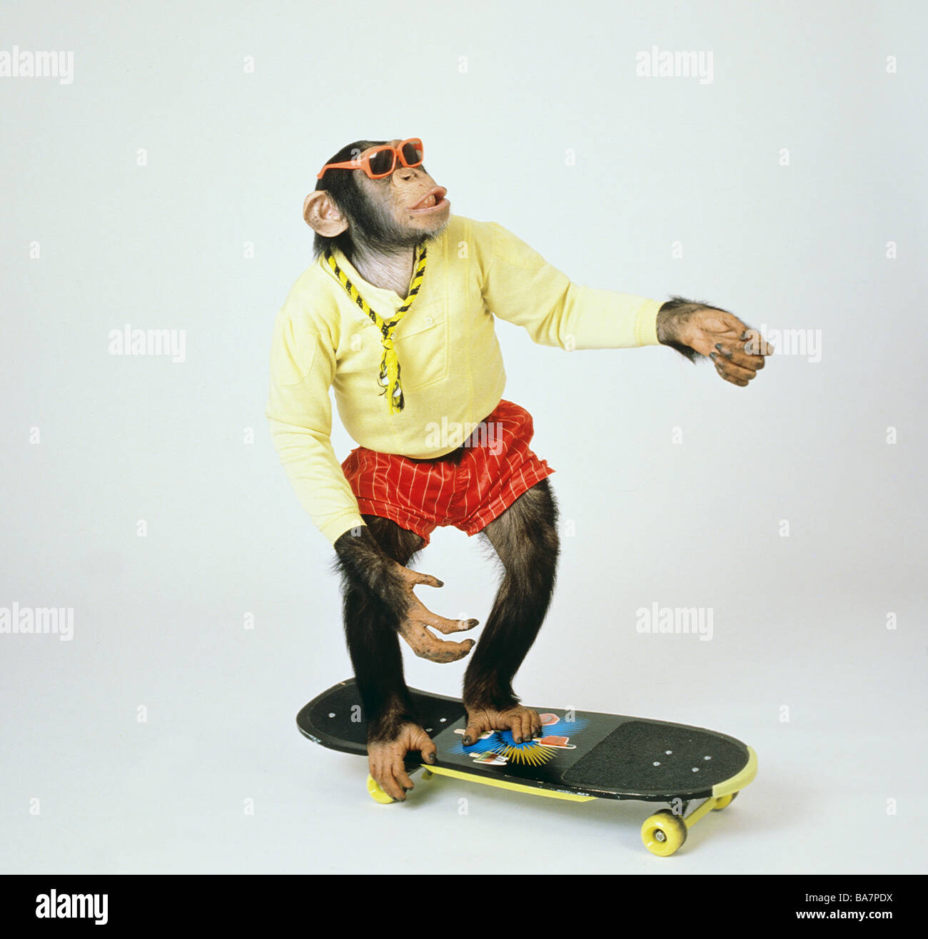 Chimpanzee on skateboard with sunglasses / Pan troglodytes Stock Photo