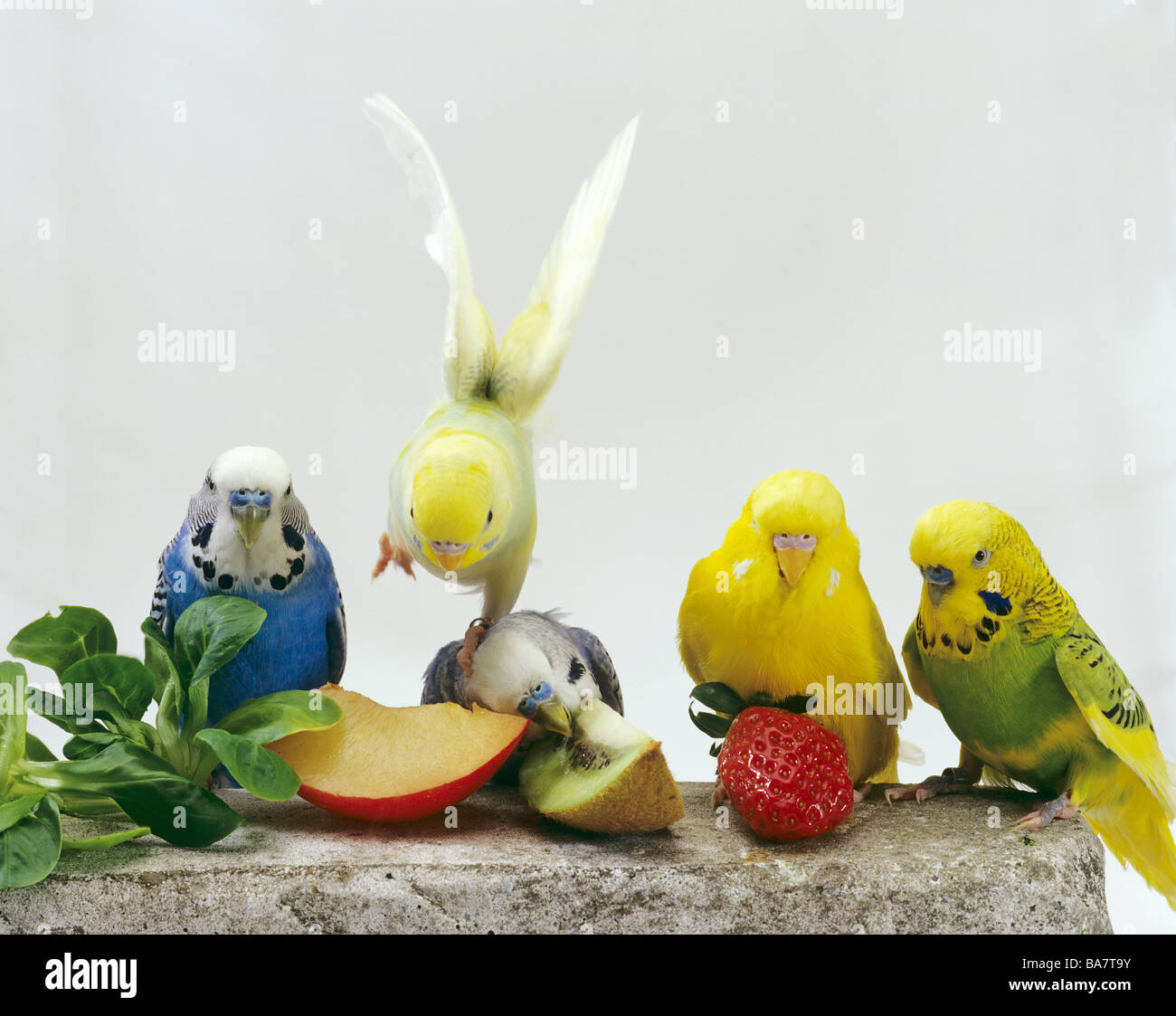 Budgerigar (Melopsittacus undulatus). Five birds eating fruit Stock