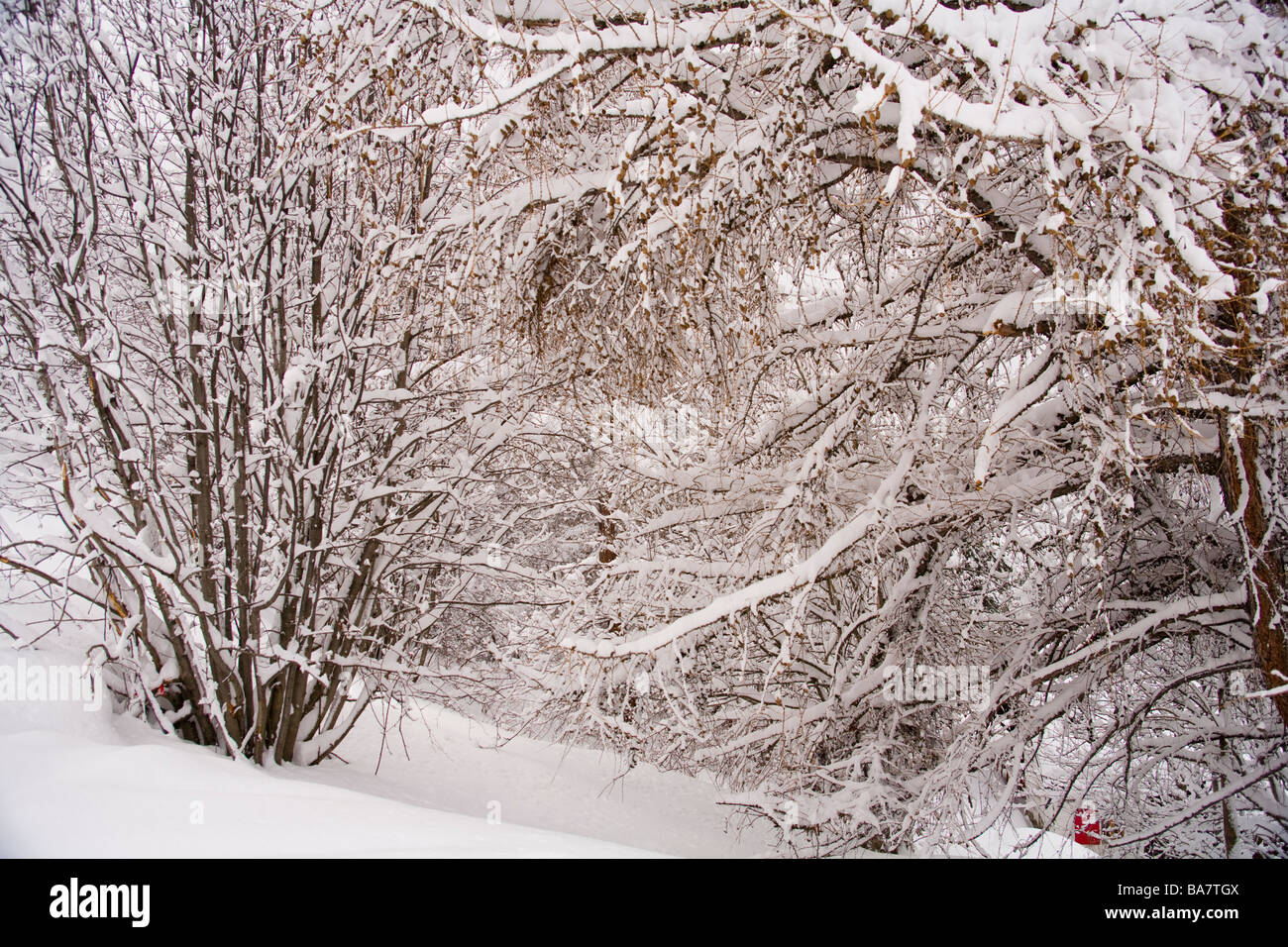 Snow covered trees in an Alpine forest Stock Photo - Alamy