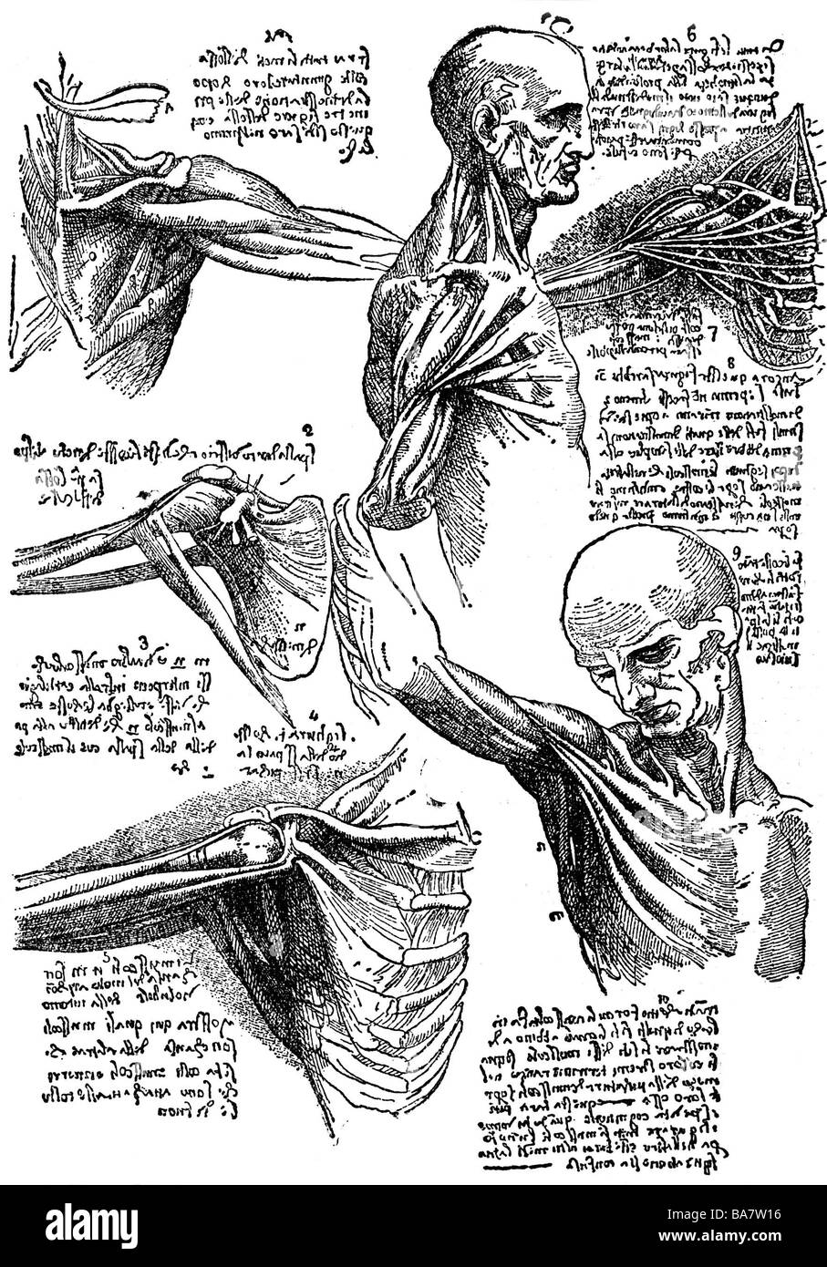 Leonardo da Vinci, 15.4.1452 - 2.5.1519, Italian artist (painter and sculptor), his work, anatomic study, mirror-image, Stock Photo