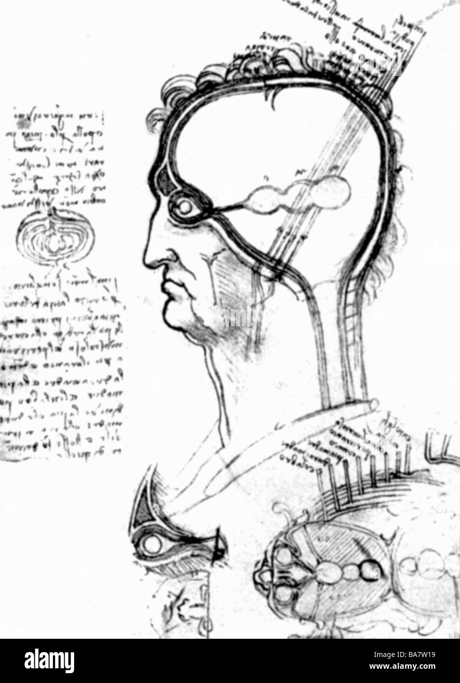 Leonardo da Vinci, 15.4.1452 - 2.5.1519, Italian artist (painter and sculptor), his work, anatomic study of Ventricular system, Stock Photo