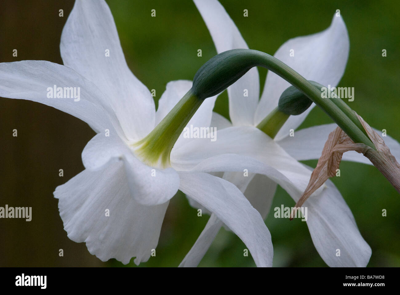 Narcissus Amaryllidaceae, Spring flowering pale cream Daffodil close up Stock Photo